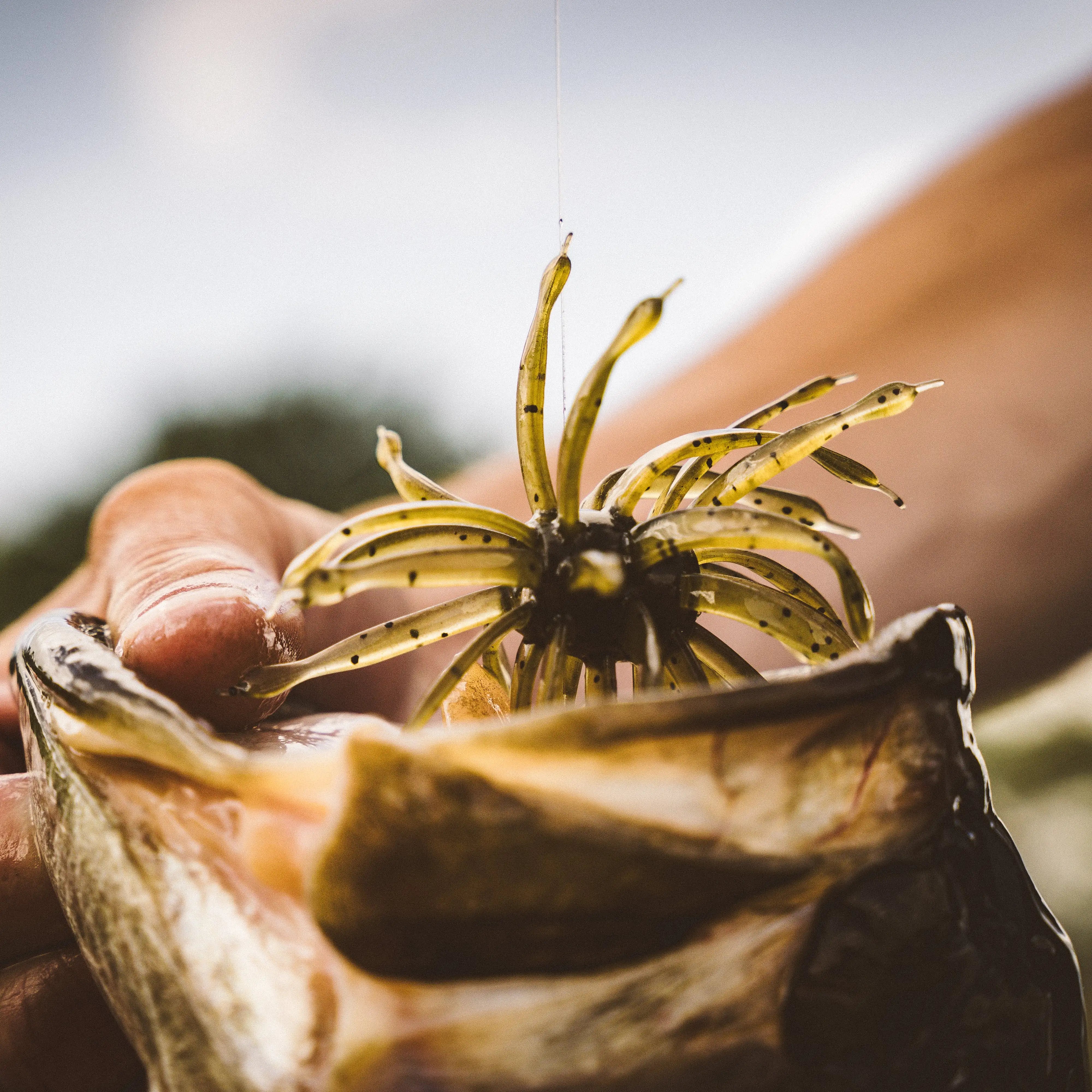 6th Sense The Abstract - Urchin-Style Creature Bait