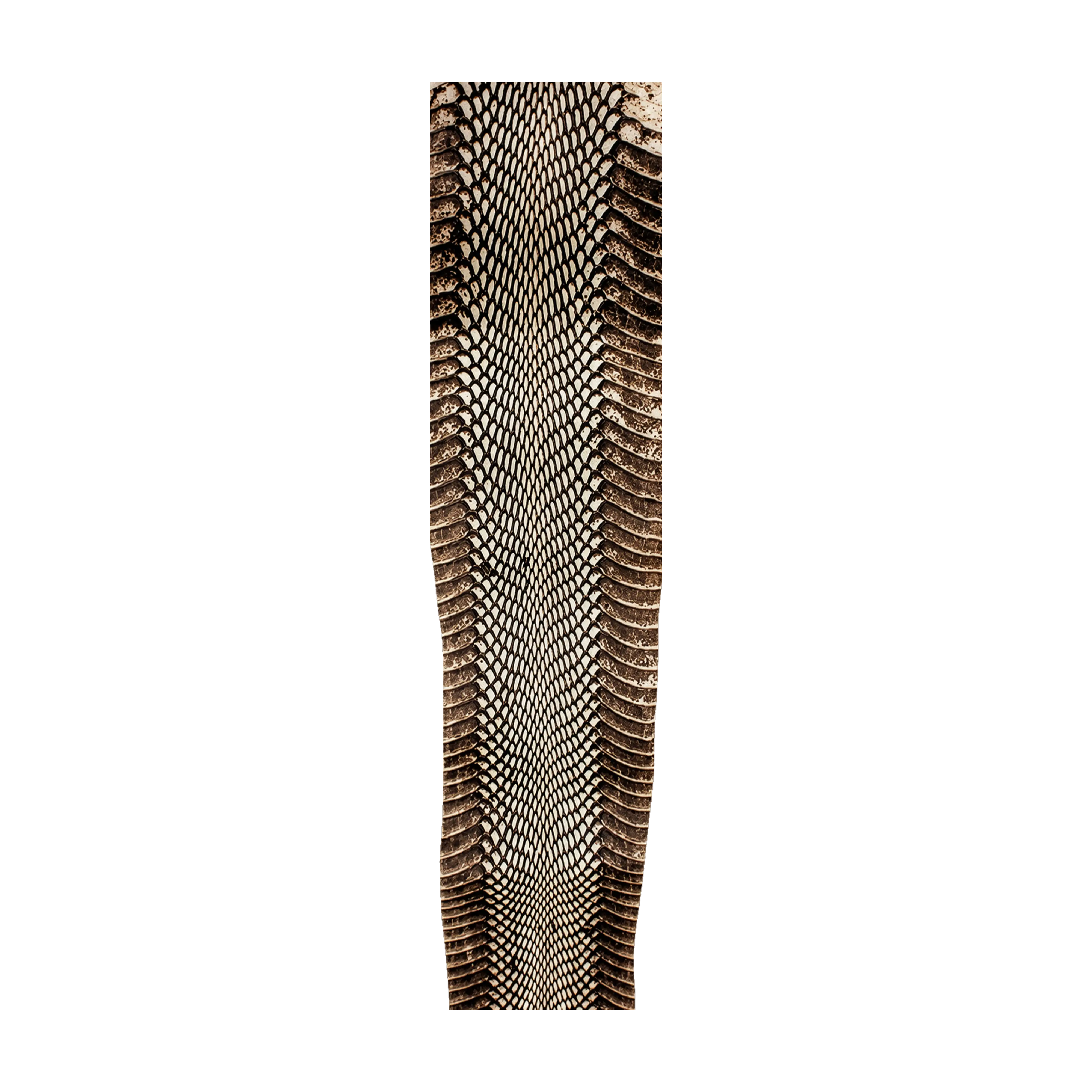 Mud Hole Snake Skins