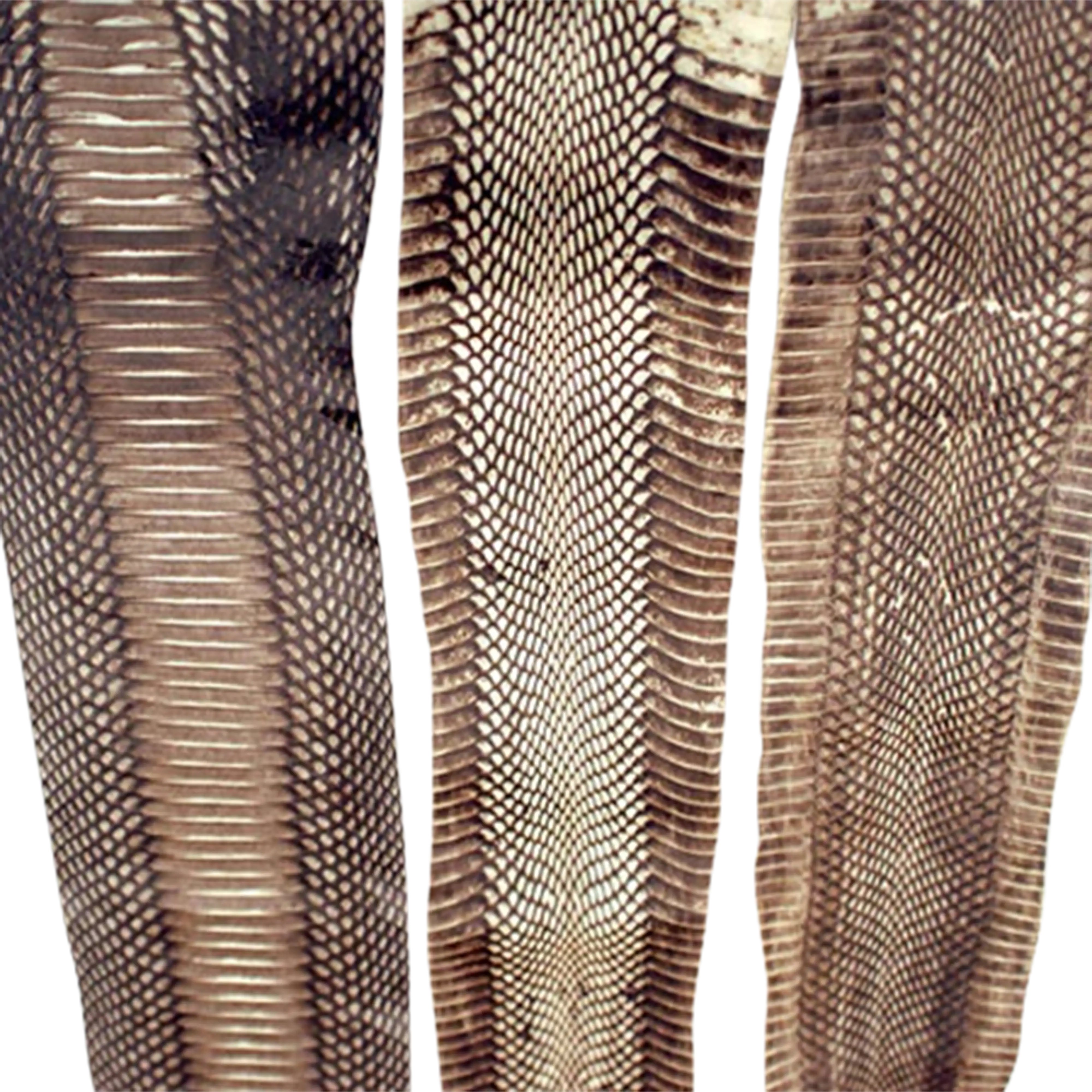Mud Hole Cobra Snake Skins
