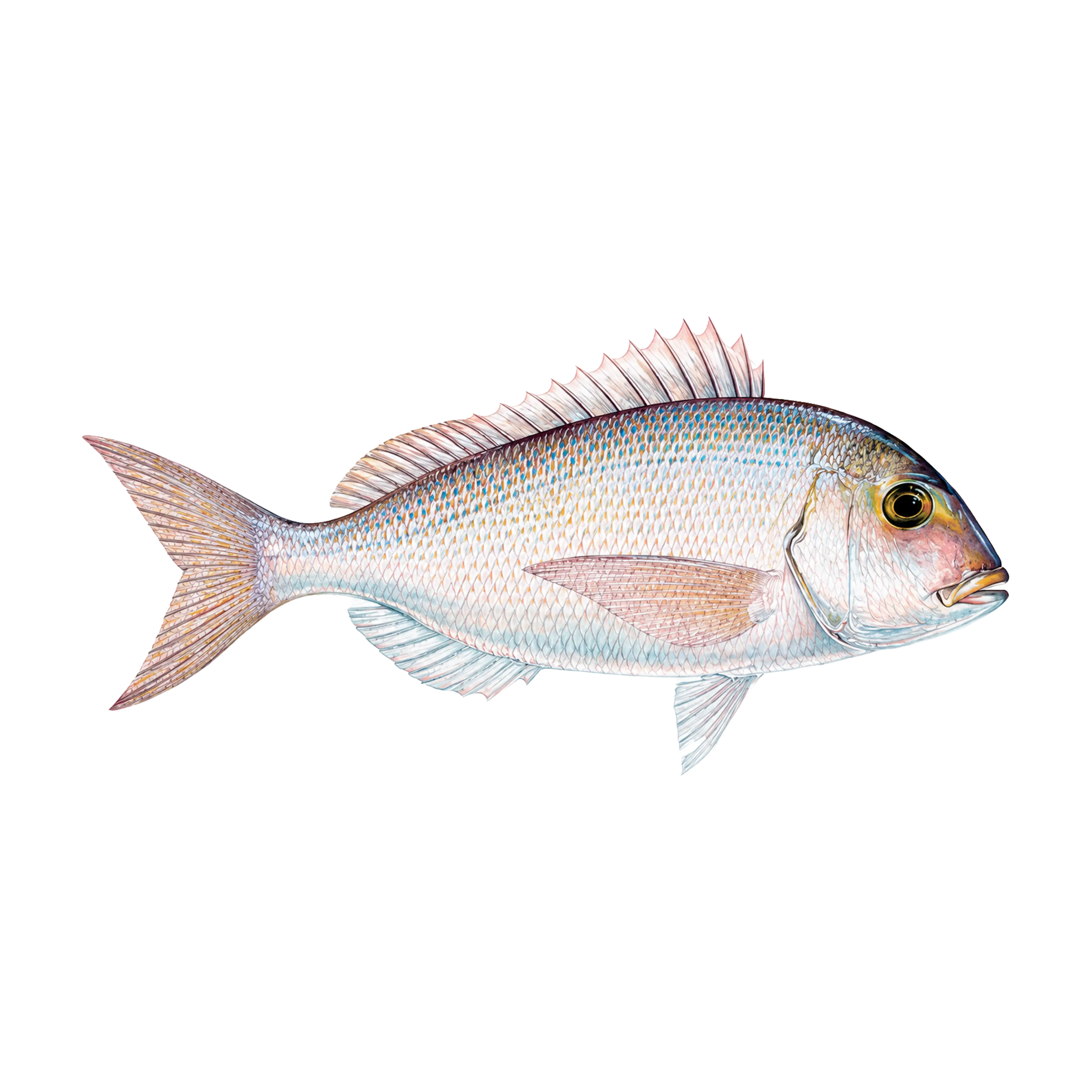 Mud Hole Game Fish Rod Decals
