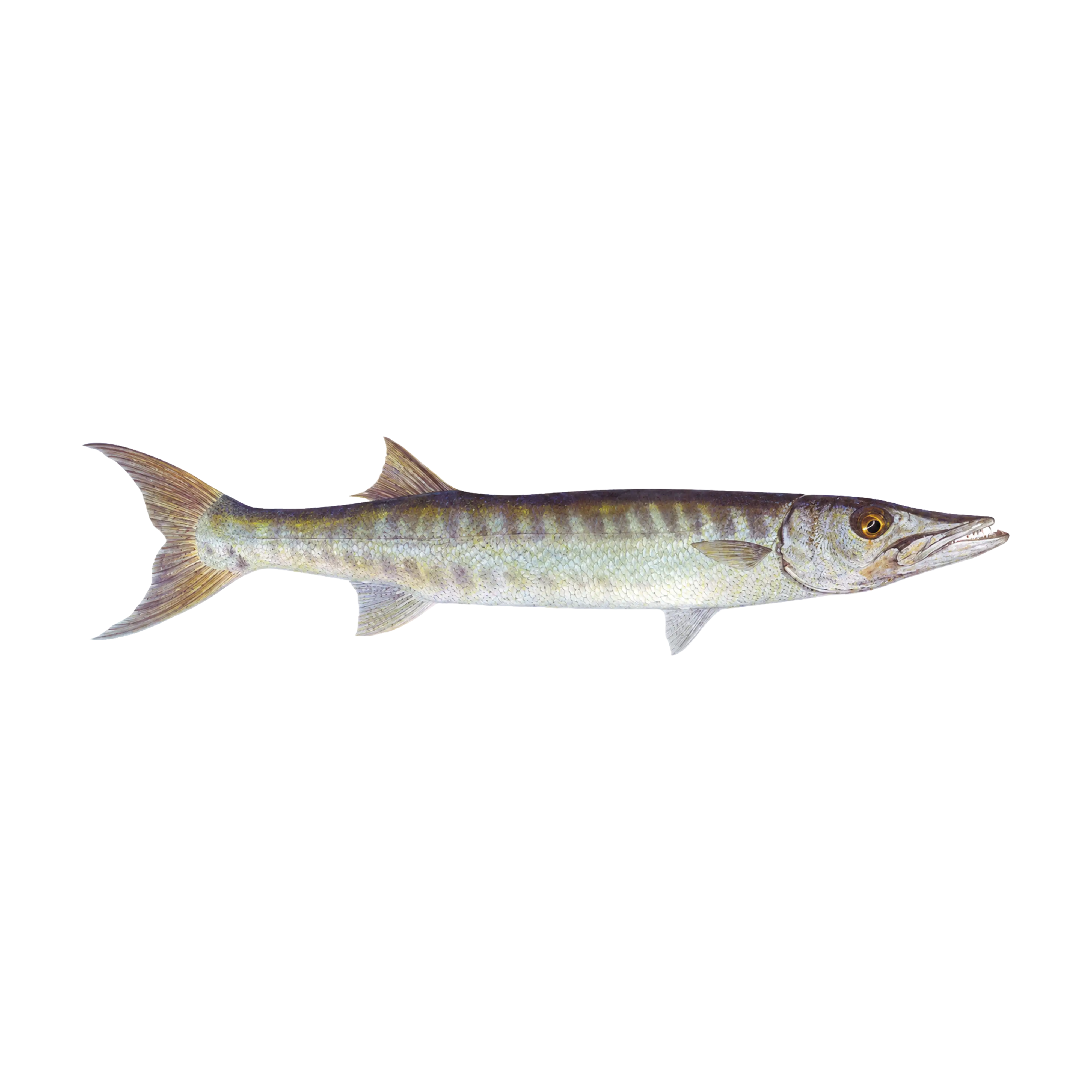 Mud Hole Game Fish Rod Decals
