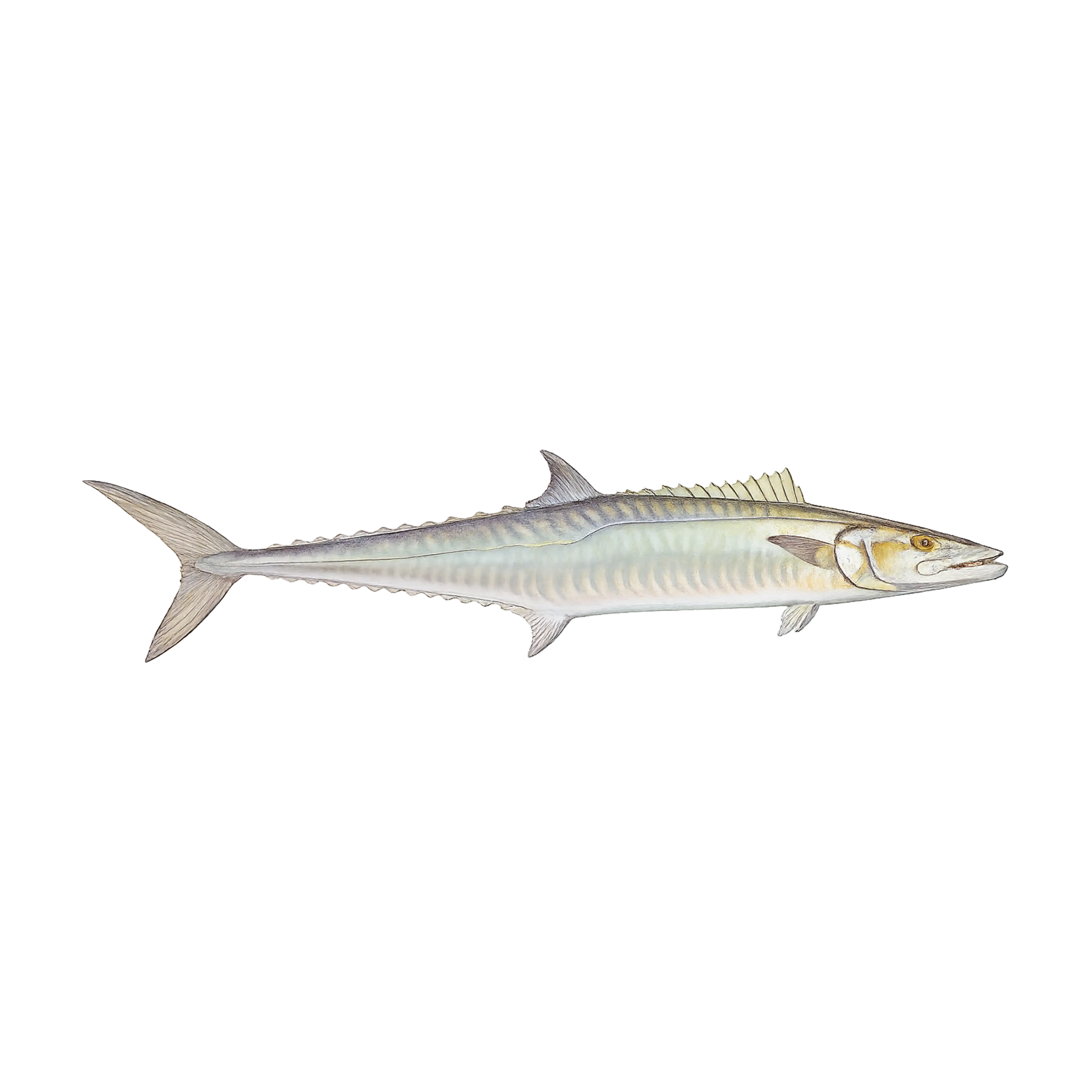 Mud Hole Game Fish Rod Decals