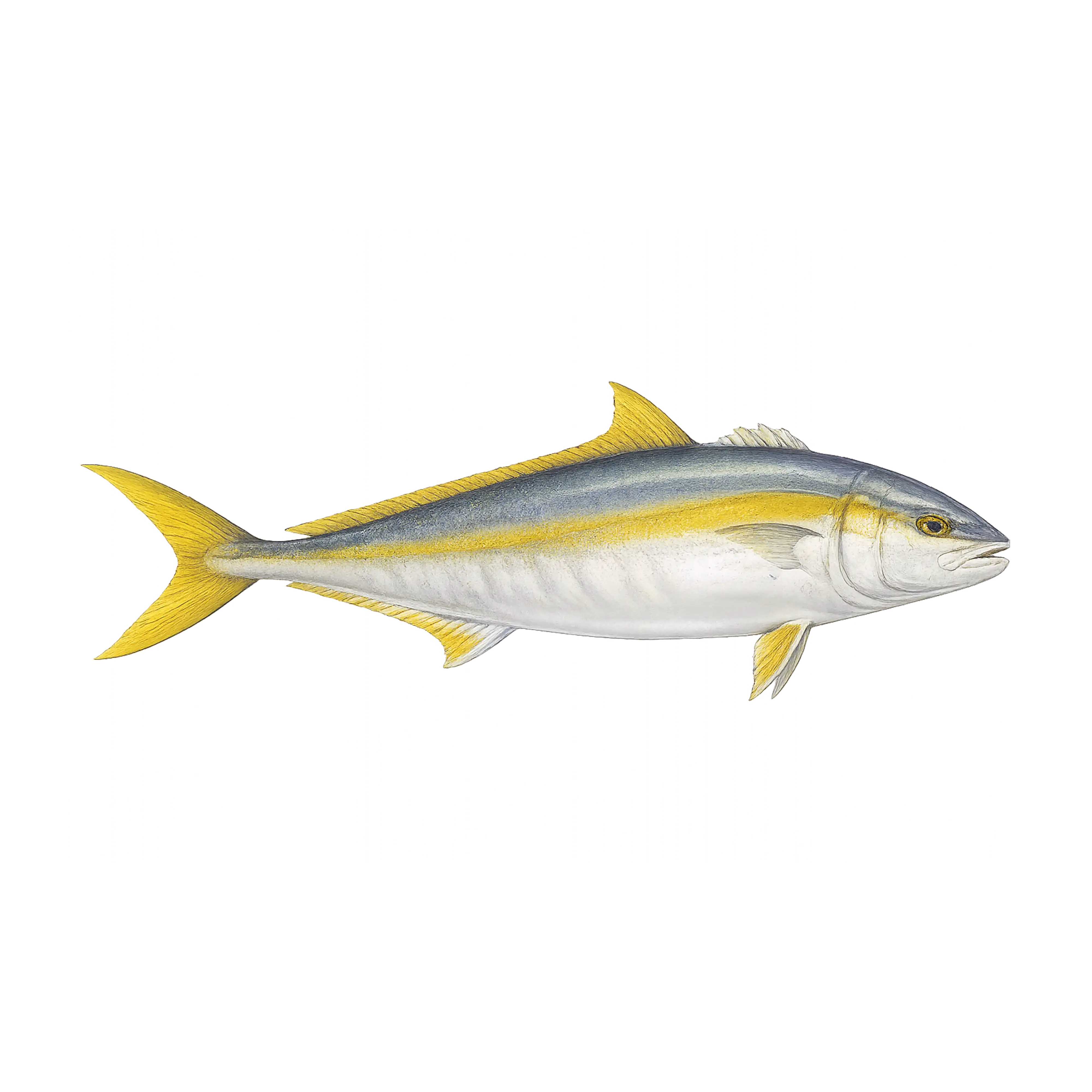 Mud Hole Game Fish Rod Decals
