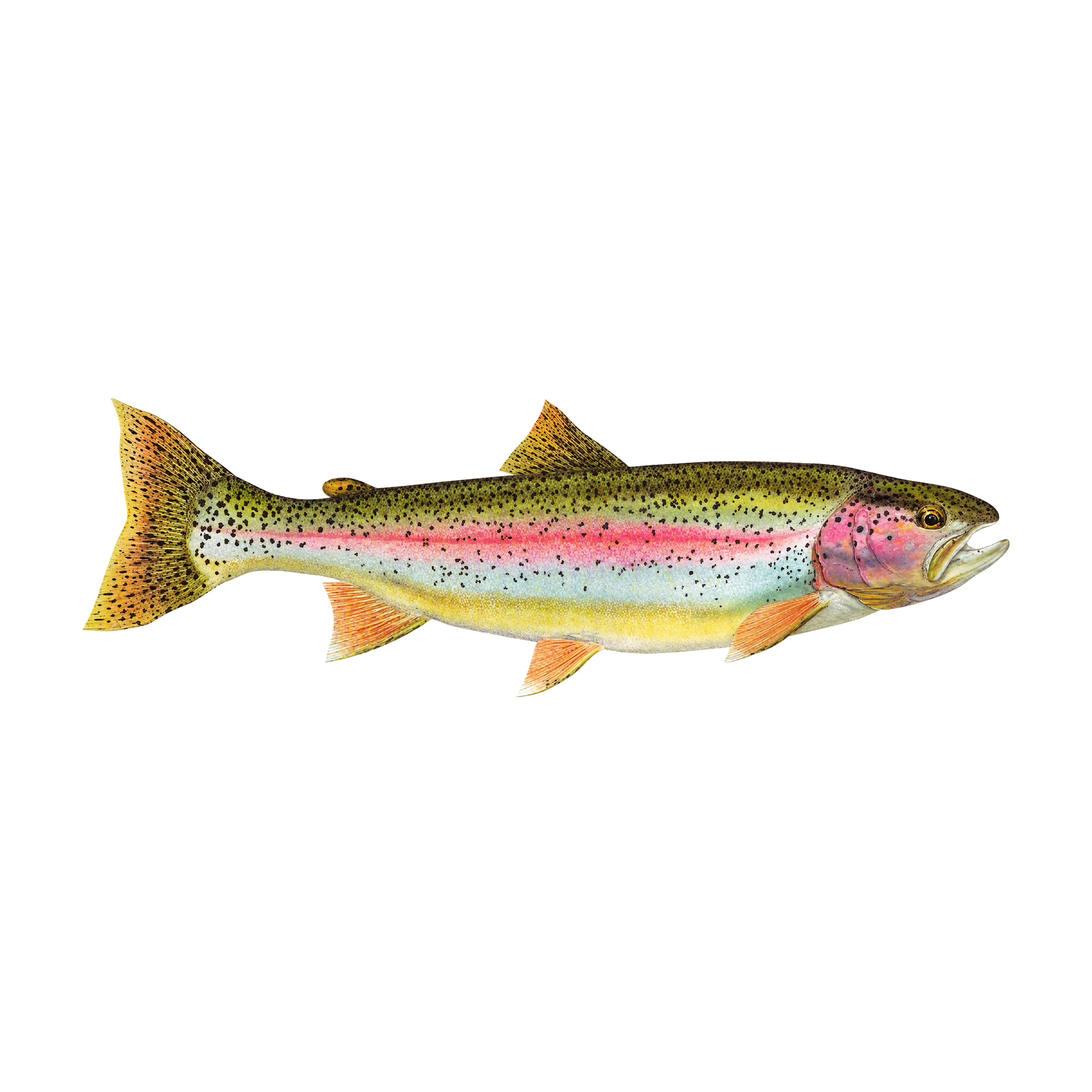 Mud Hole Game Fish Rod Decals