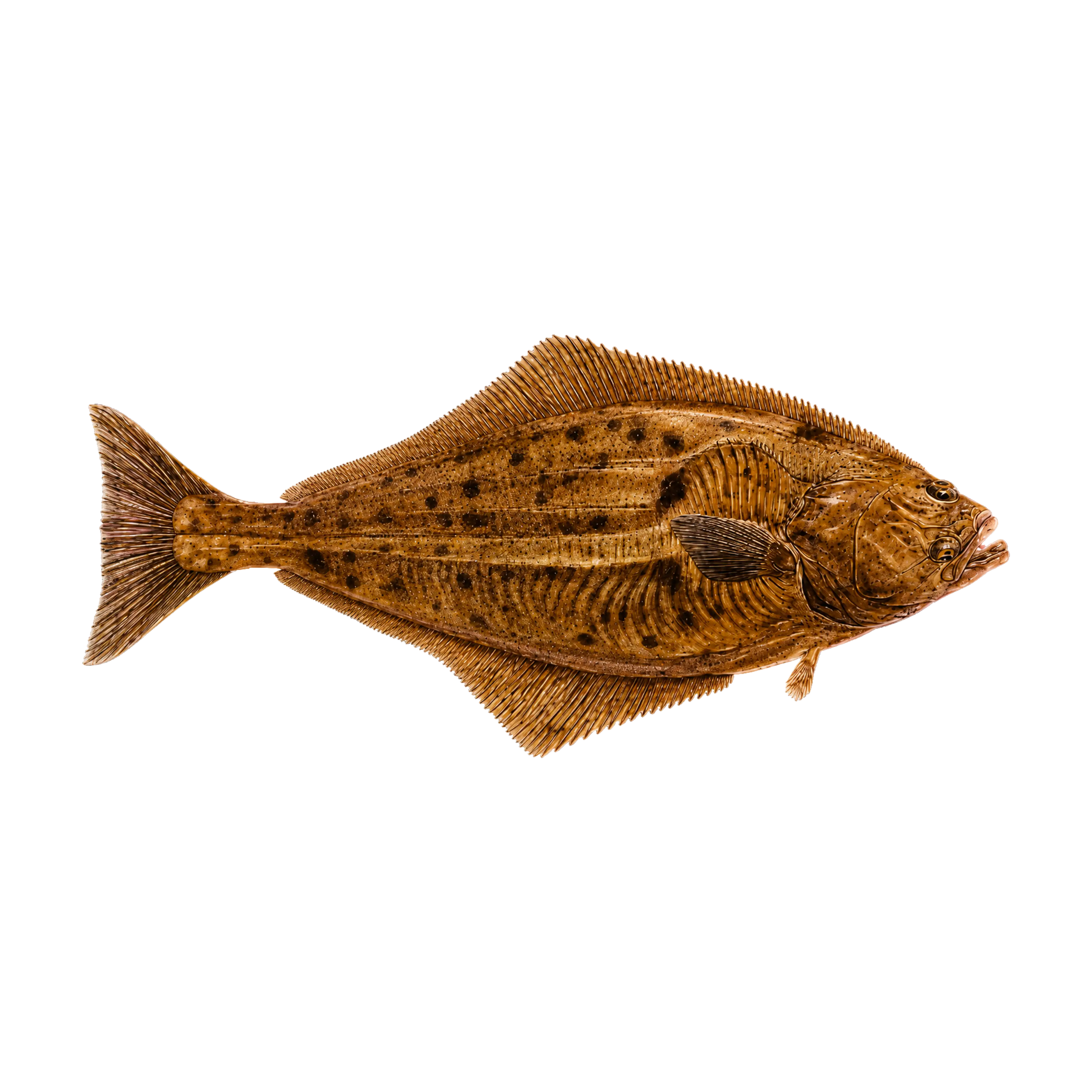 Mud Hole Game Fish Rod Decals