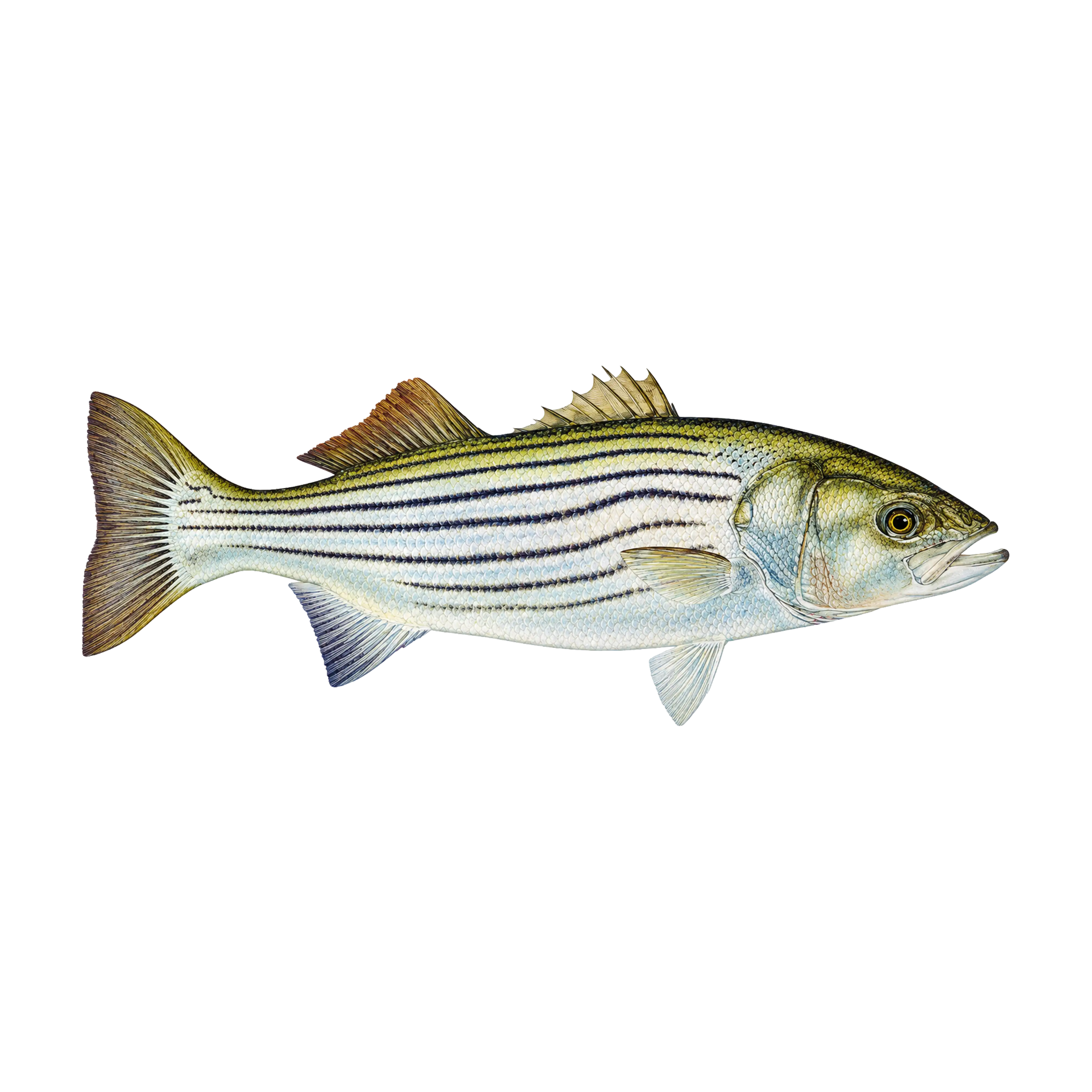Mud Hole Game Fish Rod Decals