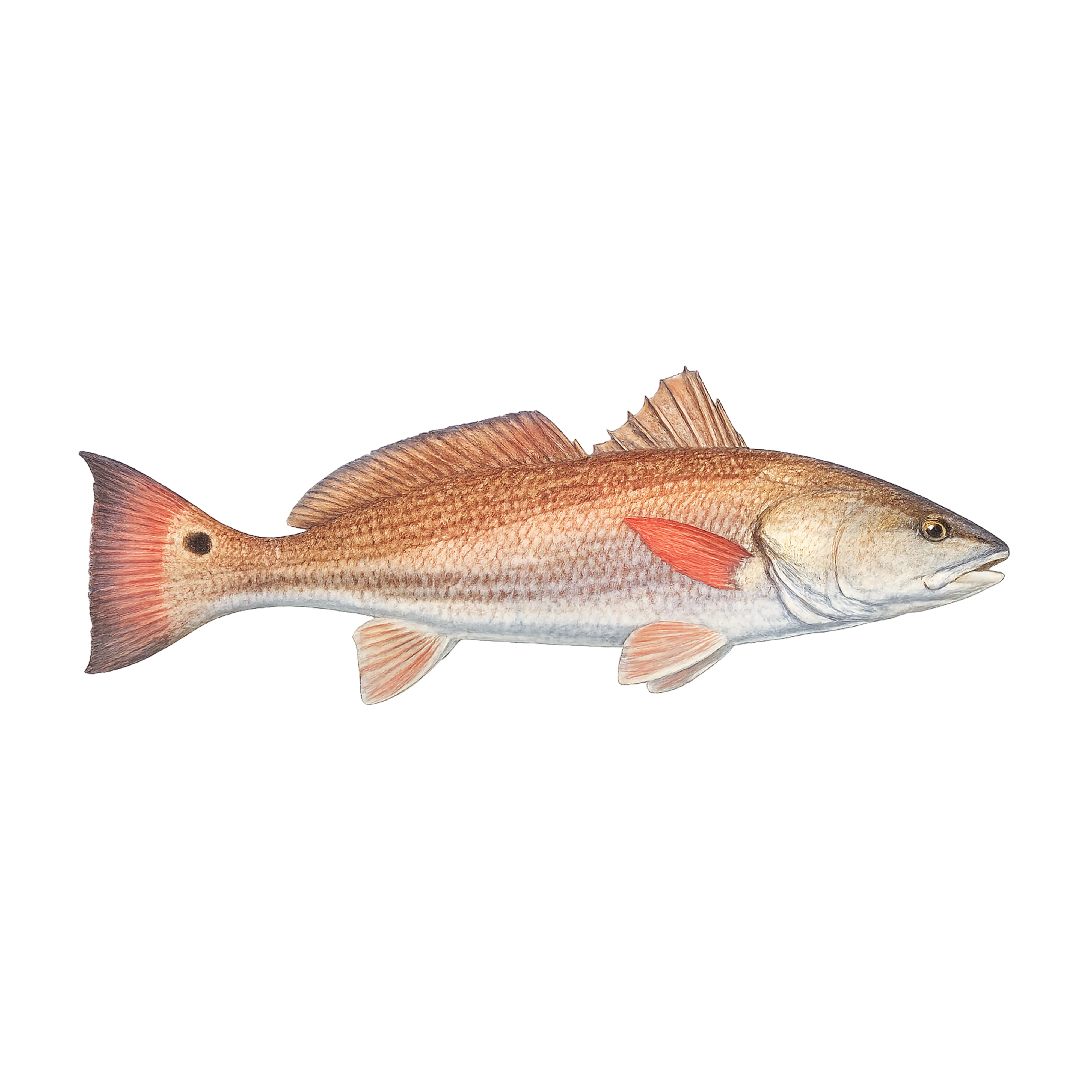 Mud Hole Game Fish Rod Decals