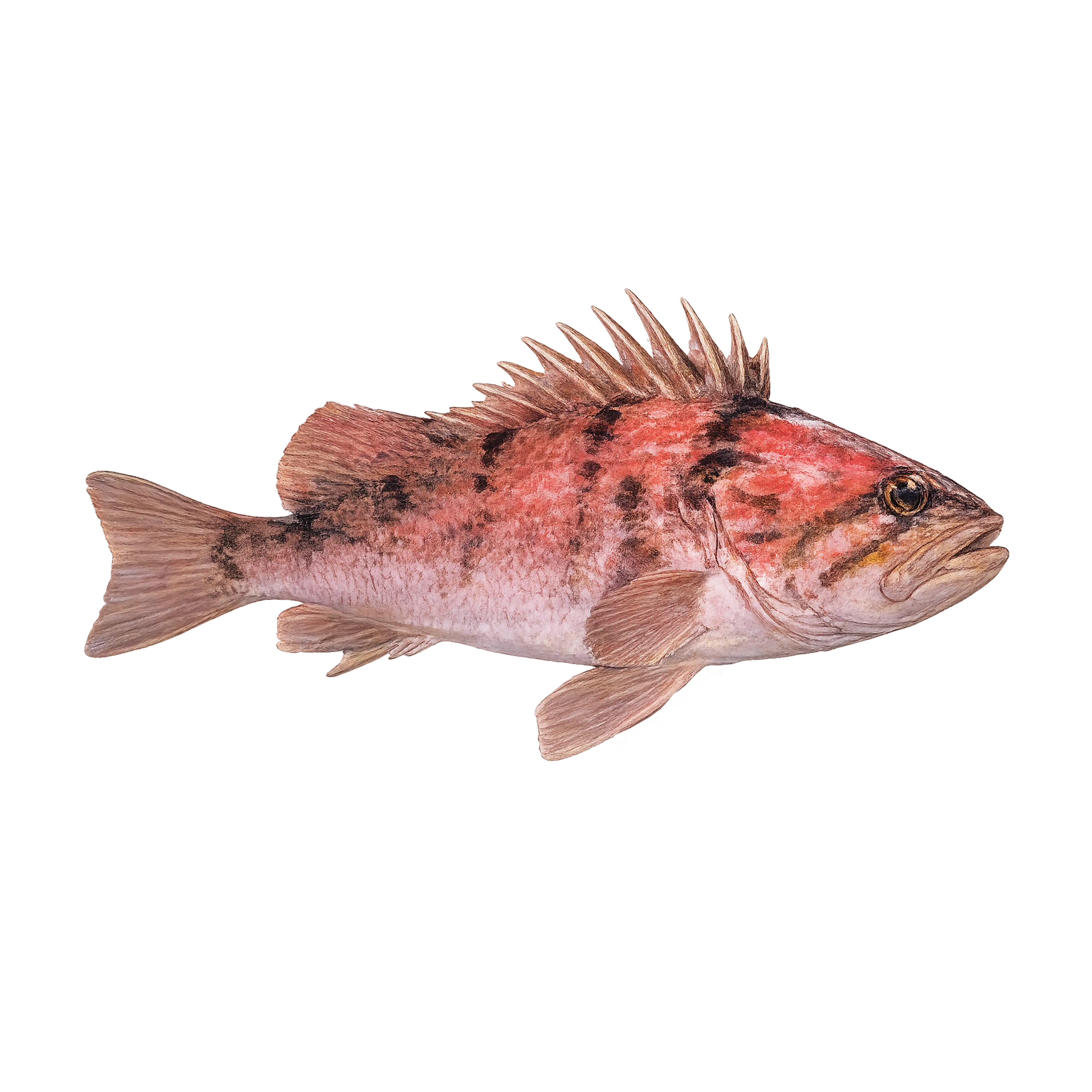 Mud Hole Game Fish Rod Decals