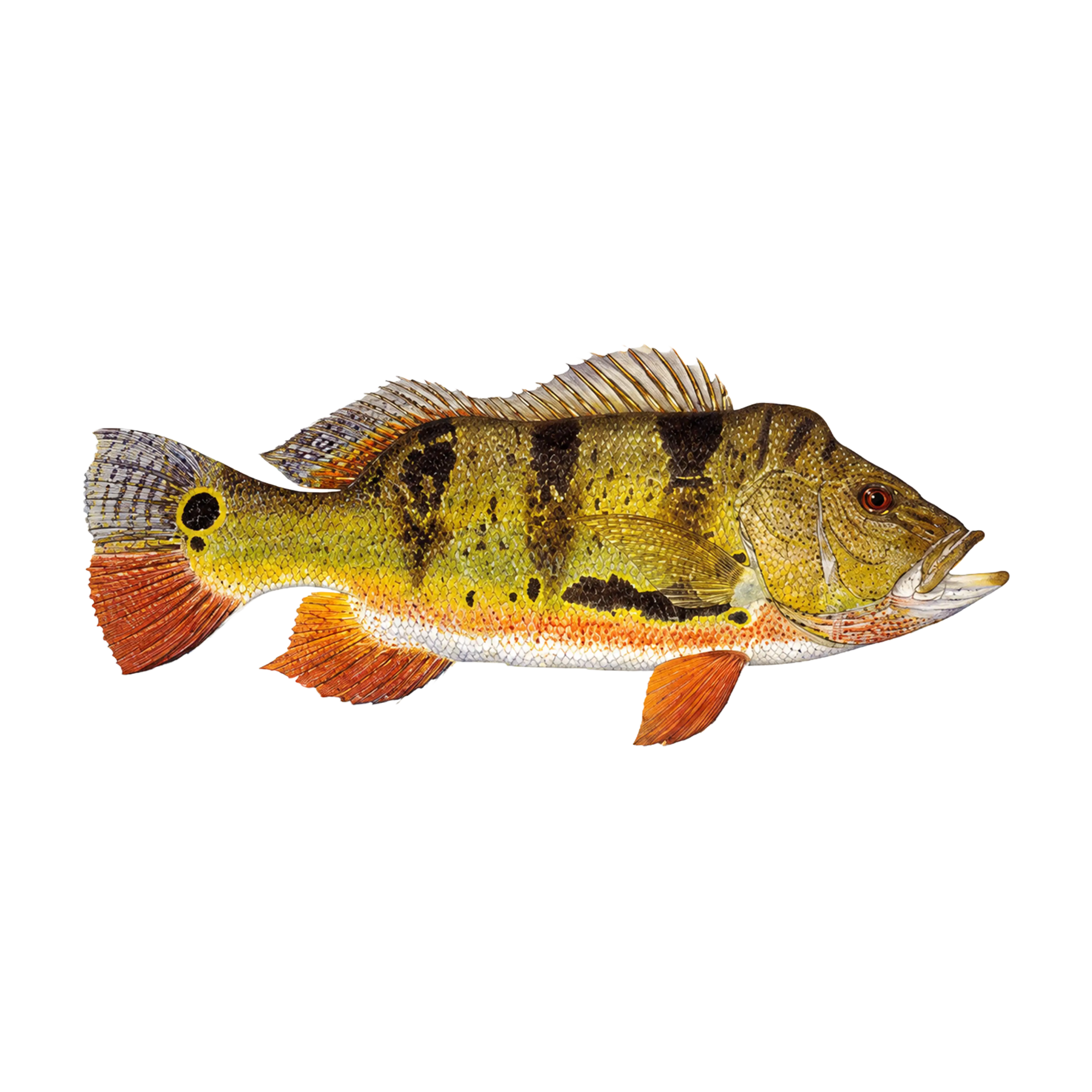 Mud Hole Game Fish Rod Decals