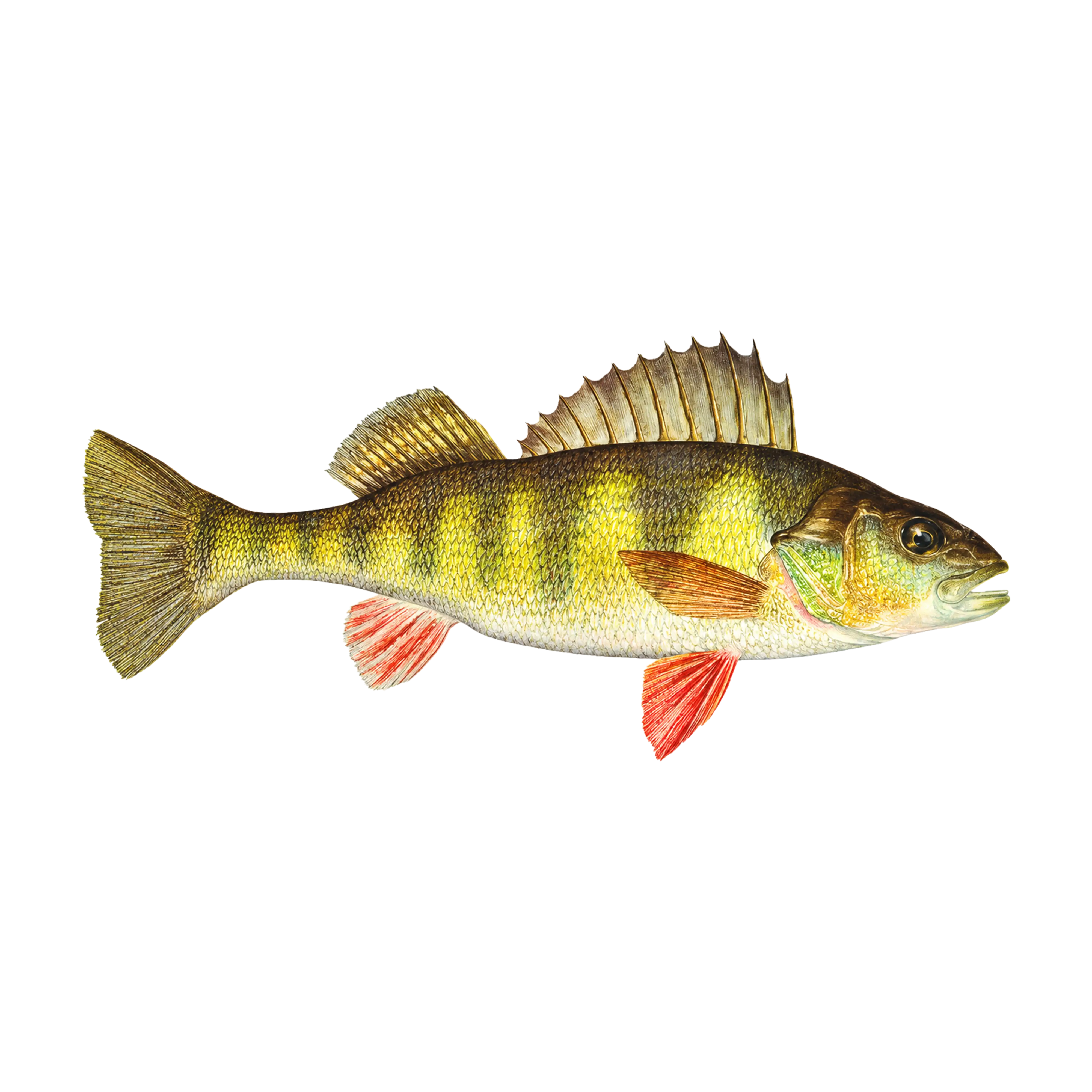 Mud Hole Game Fish Rod Decals