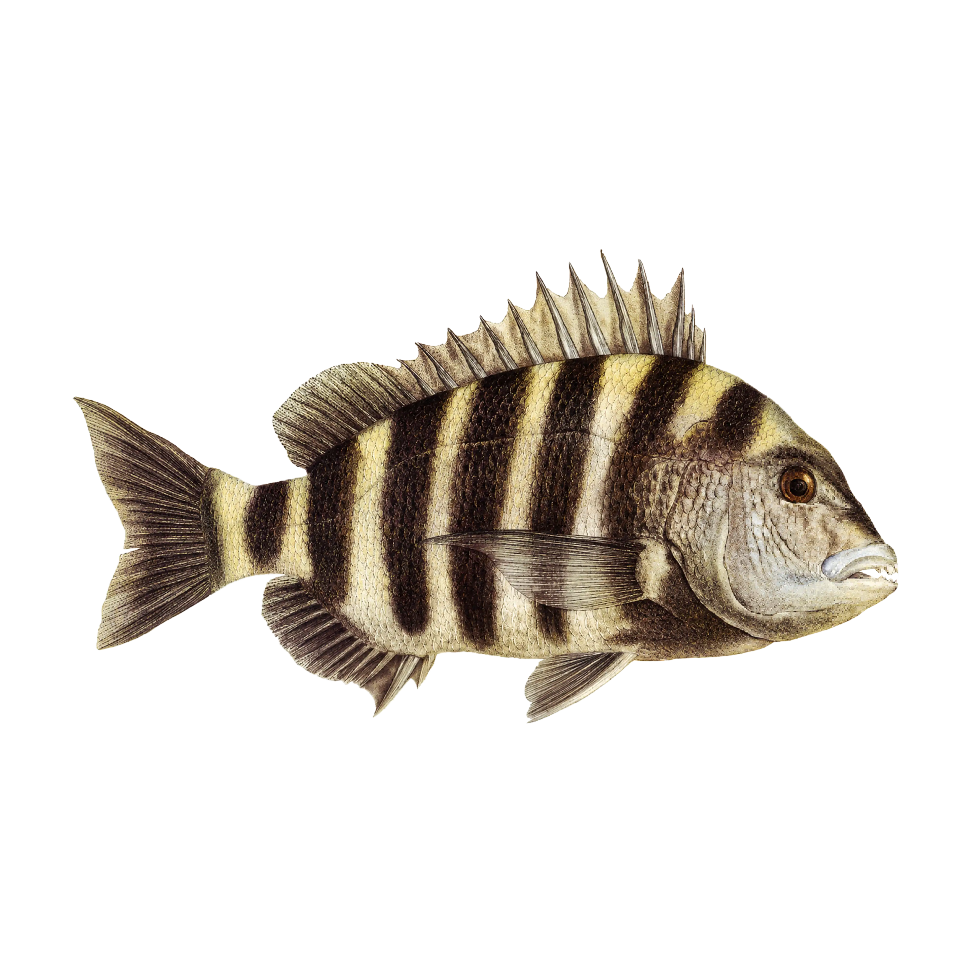 Mud Hole Game Fish Rod Decals