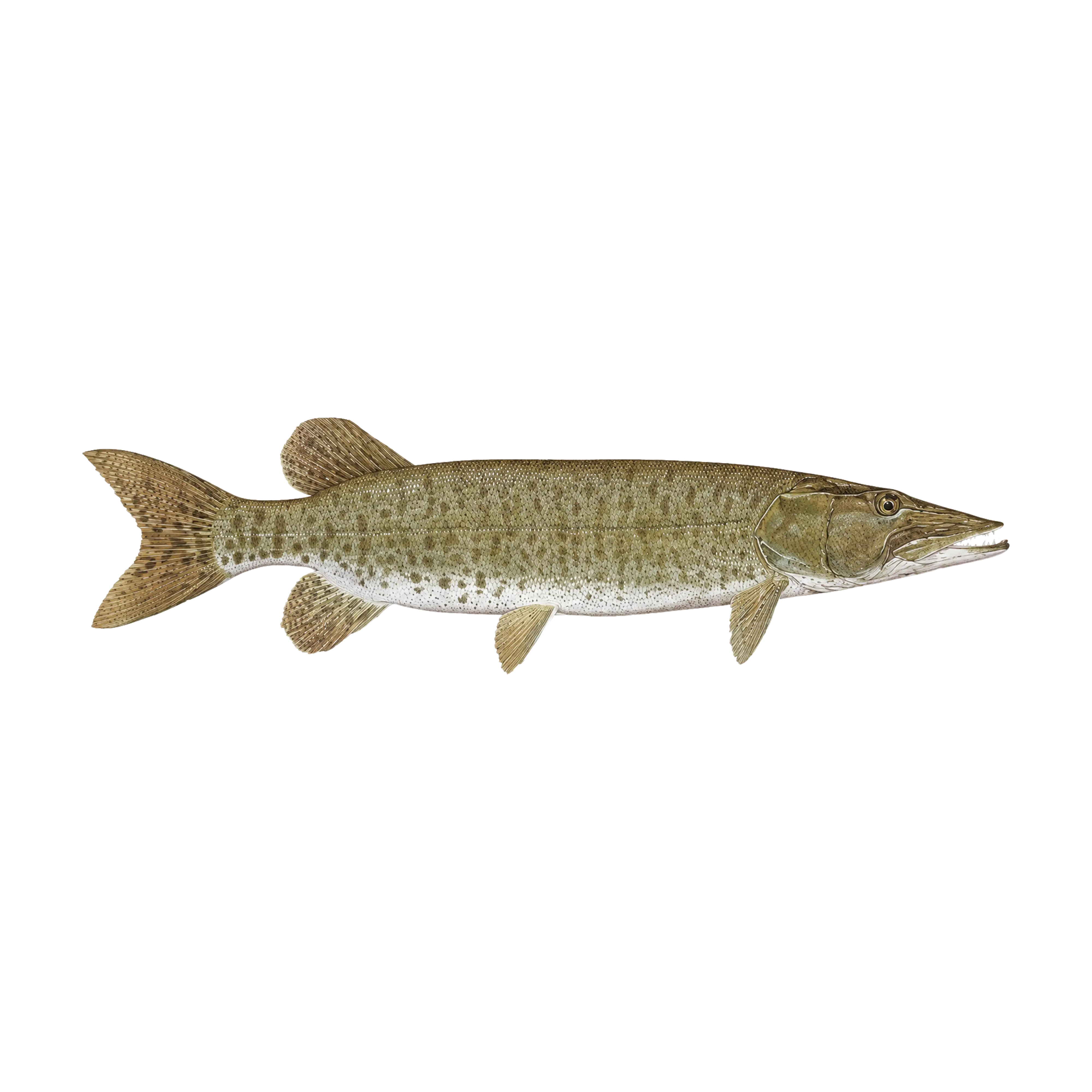 Mud Hole Game Fish Rod Decals
