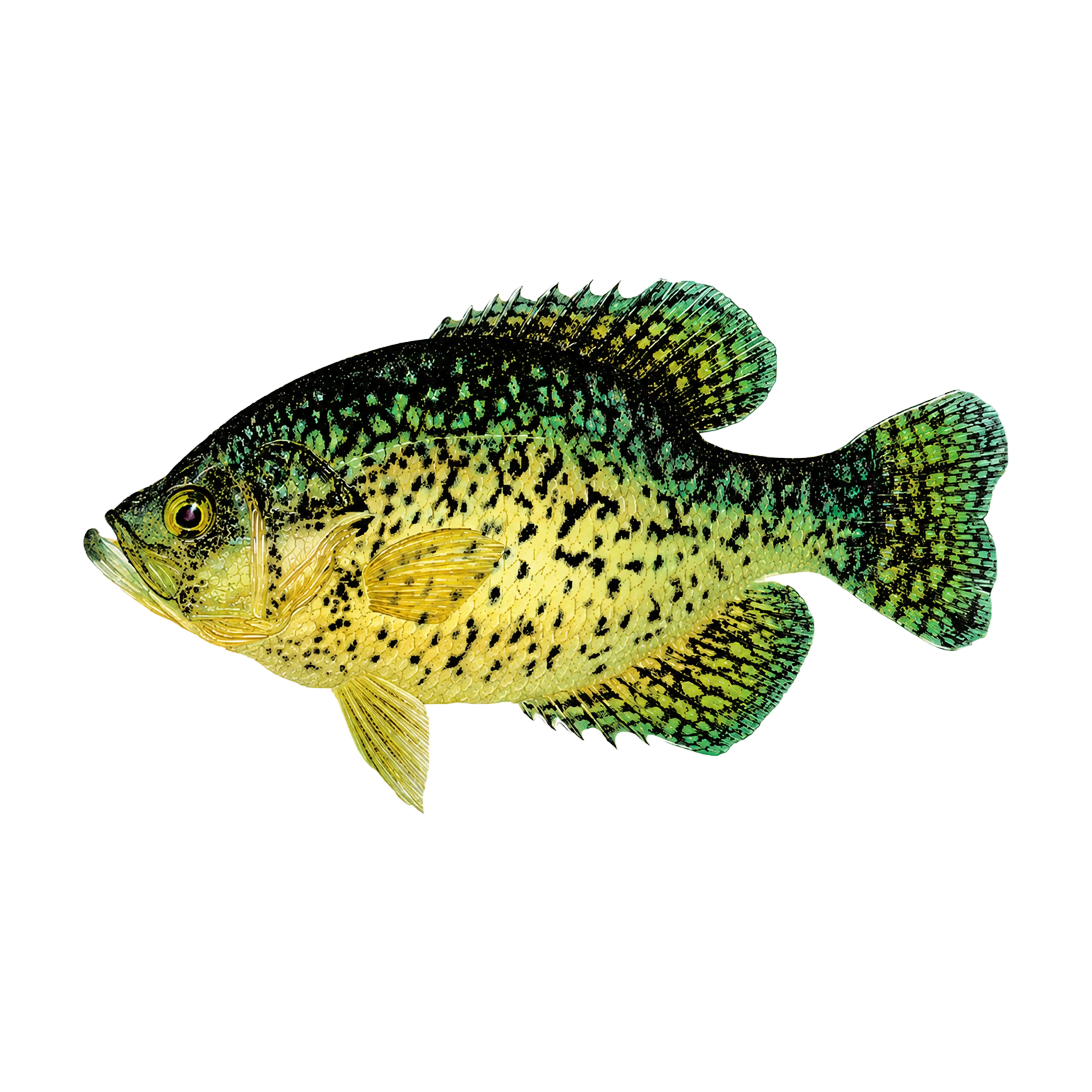 Mud Hole Game Fish Rod Decals