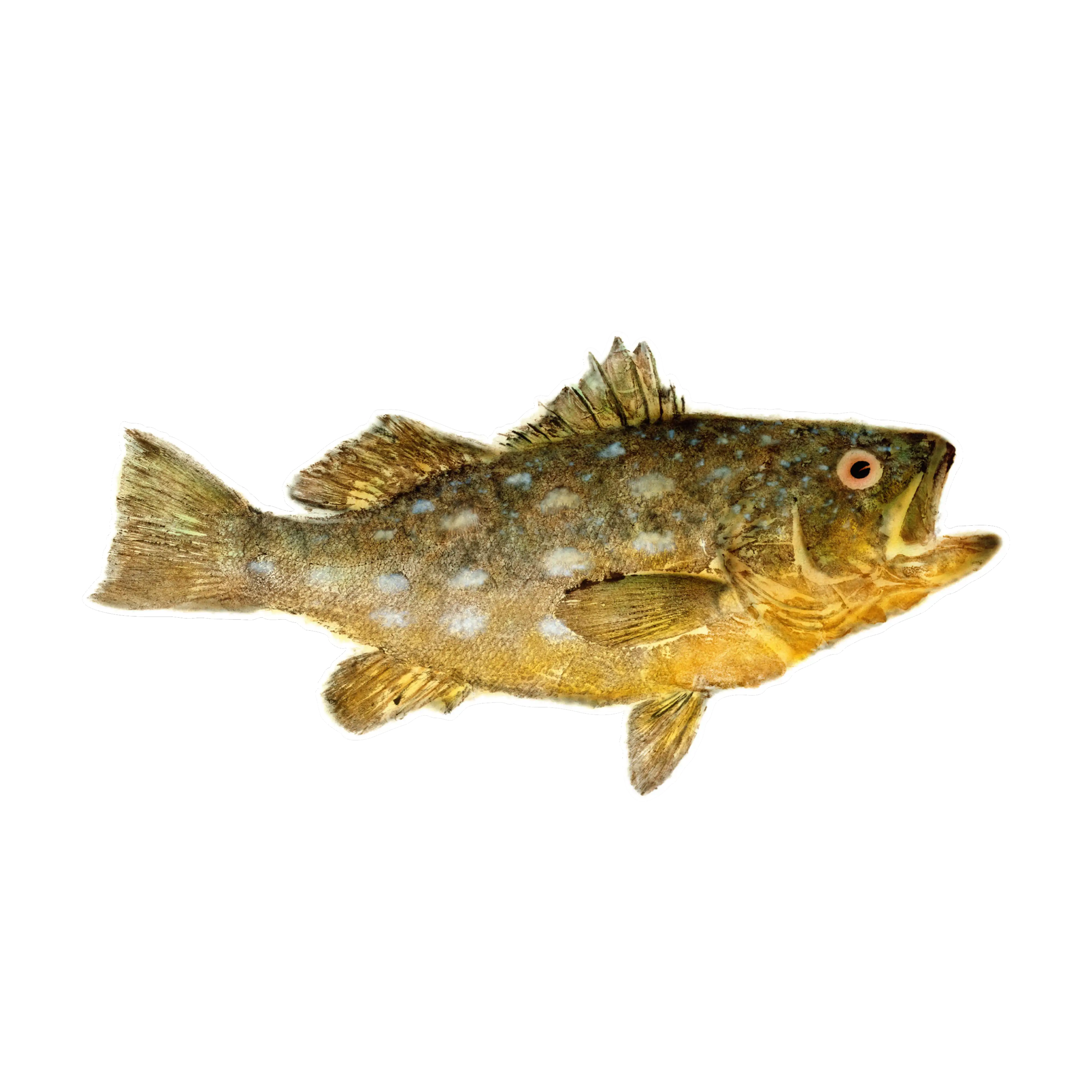 Mud Hole Japanese Gyotaku Fish Art Decals by Marshall Madruga