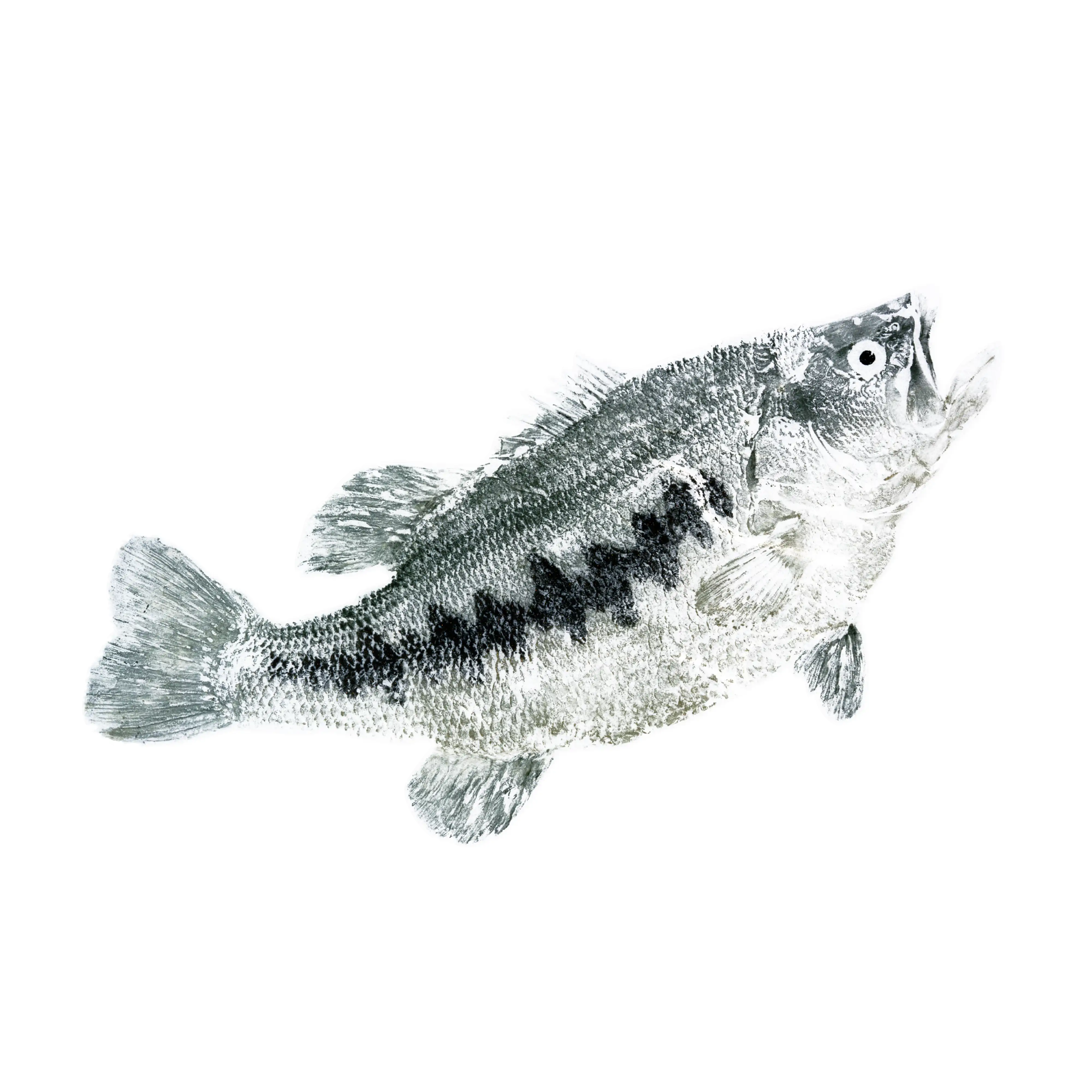 Mud Hole Japanese Gyotaku Fish Art Decals by Marshall Madruga