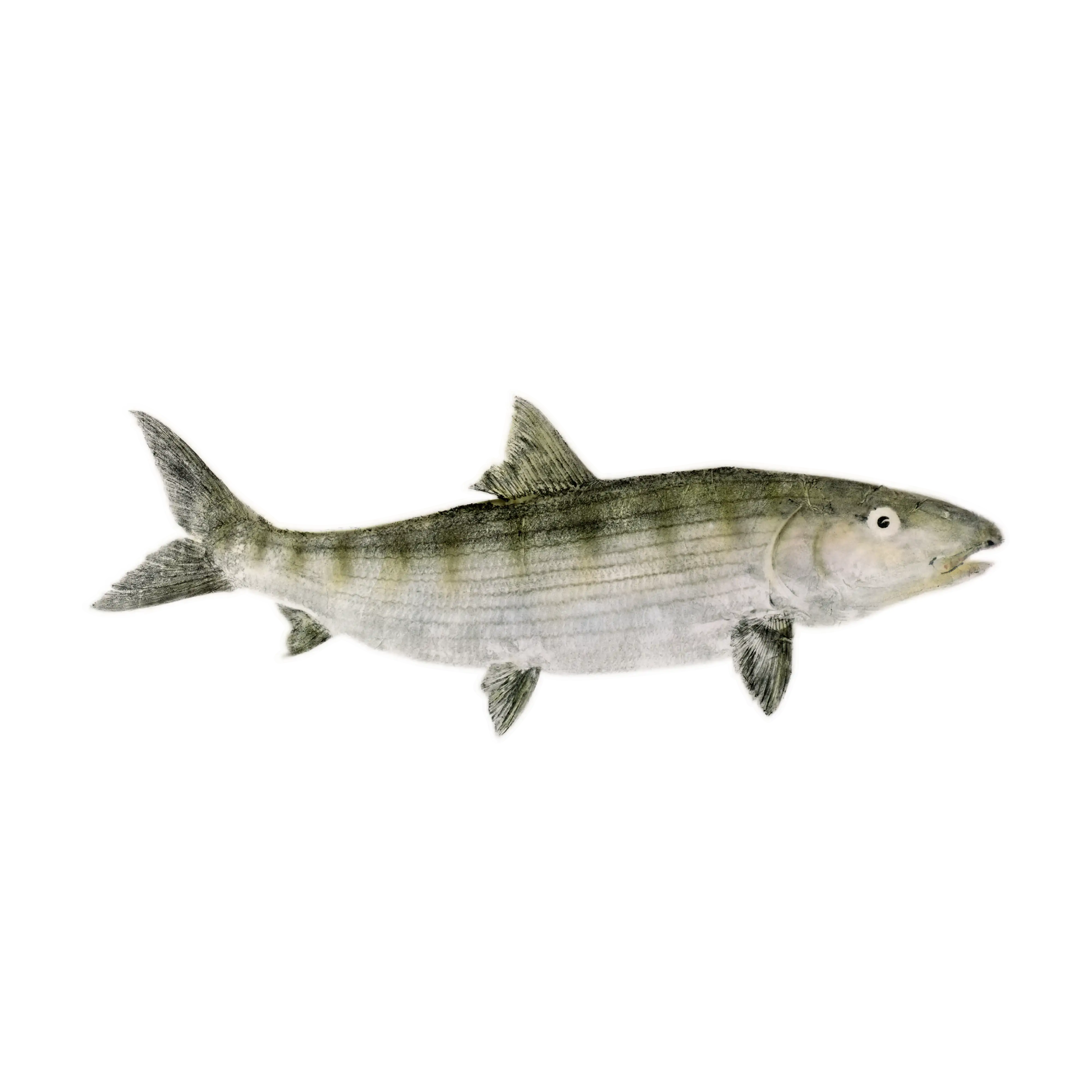 Mud Hole Japanese Gyotaku Fish Art Decals by Marshall Madruga