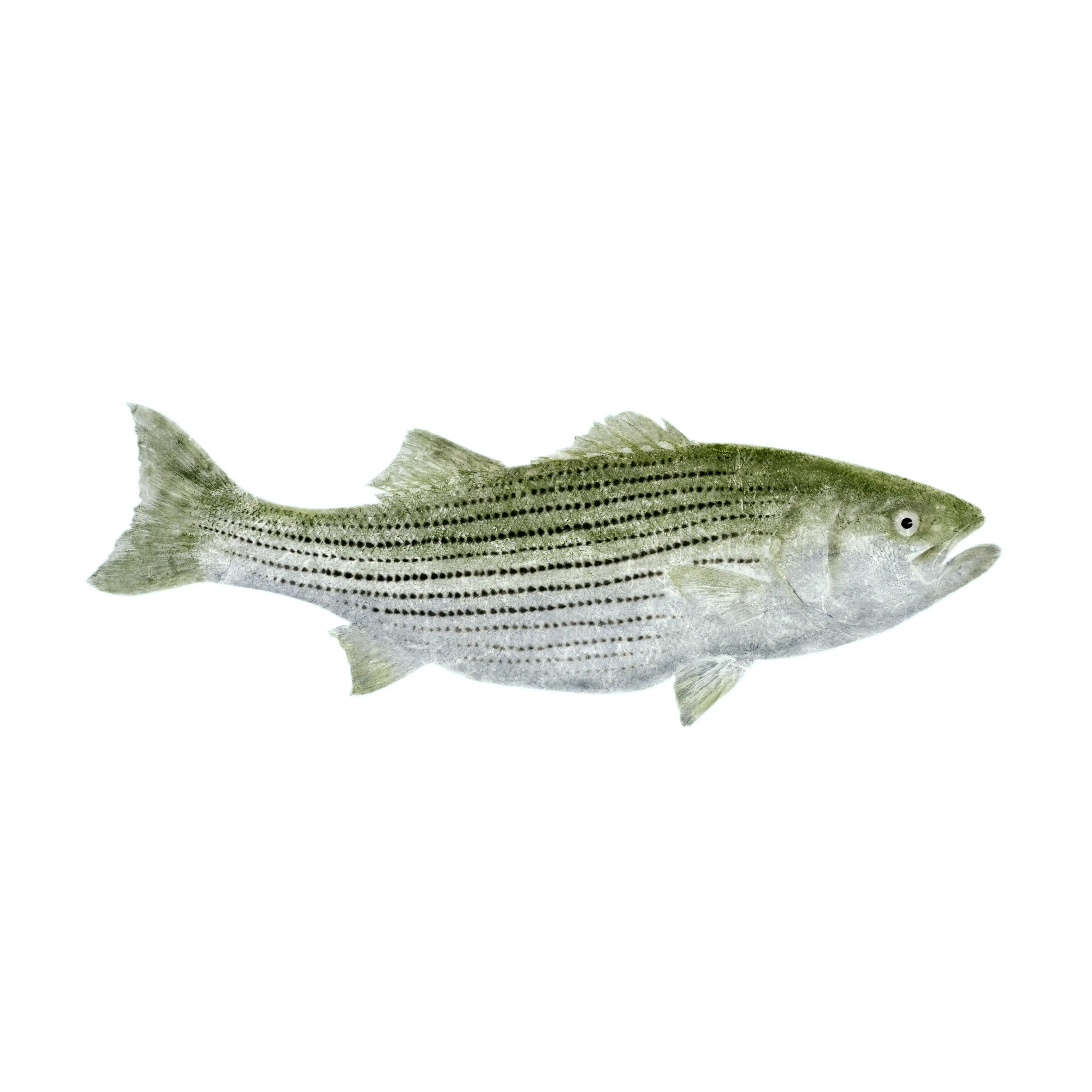 Mud Hole Japanese Gyotaku Fish Art Decals by Marshall Madruga