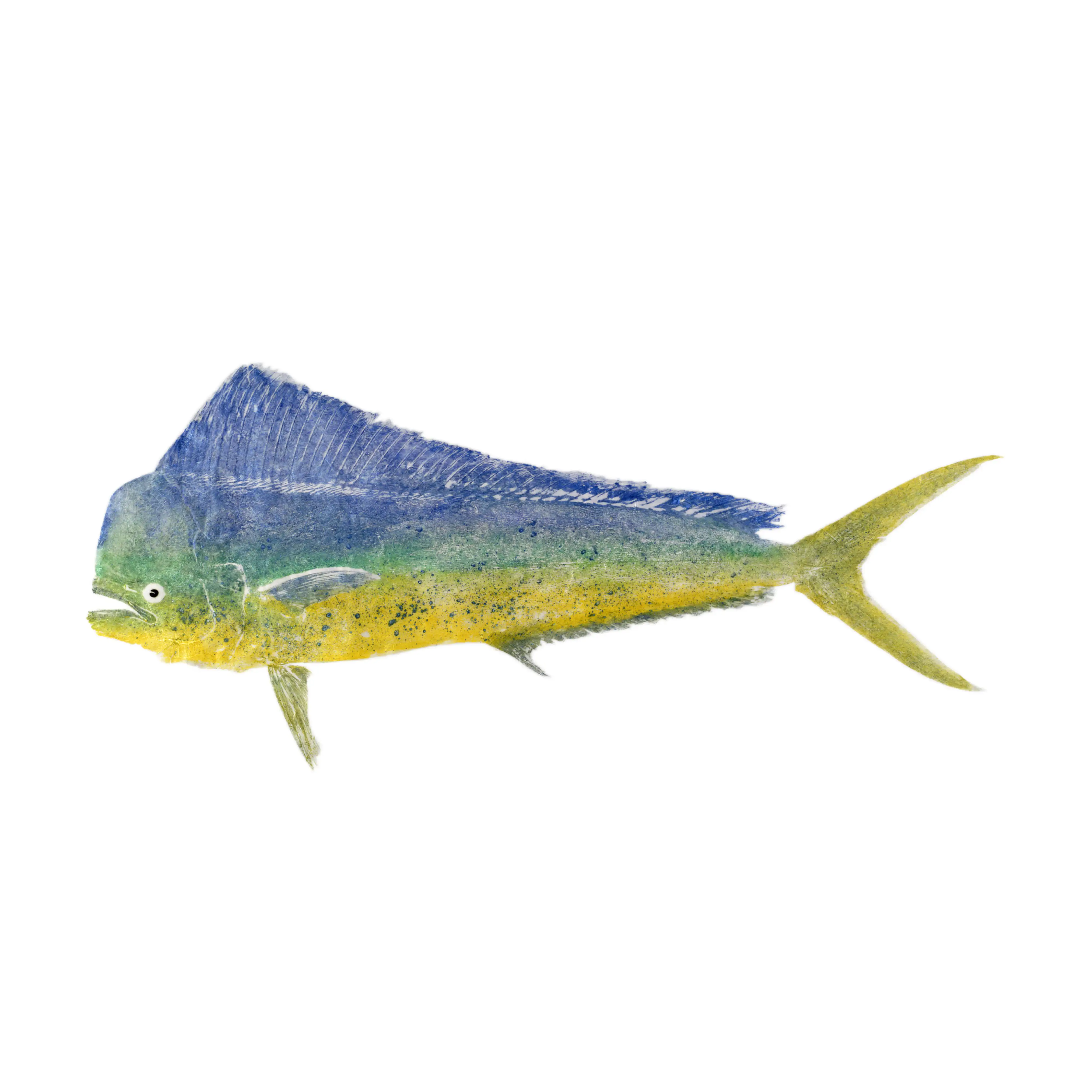 Mud Hole Japanese Gyotaku Fish Art Decals by Marshall Madruga
