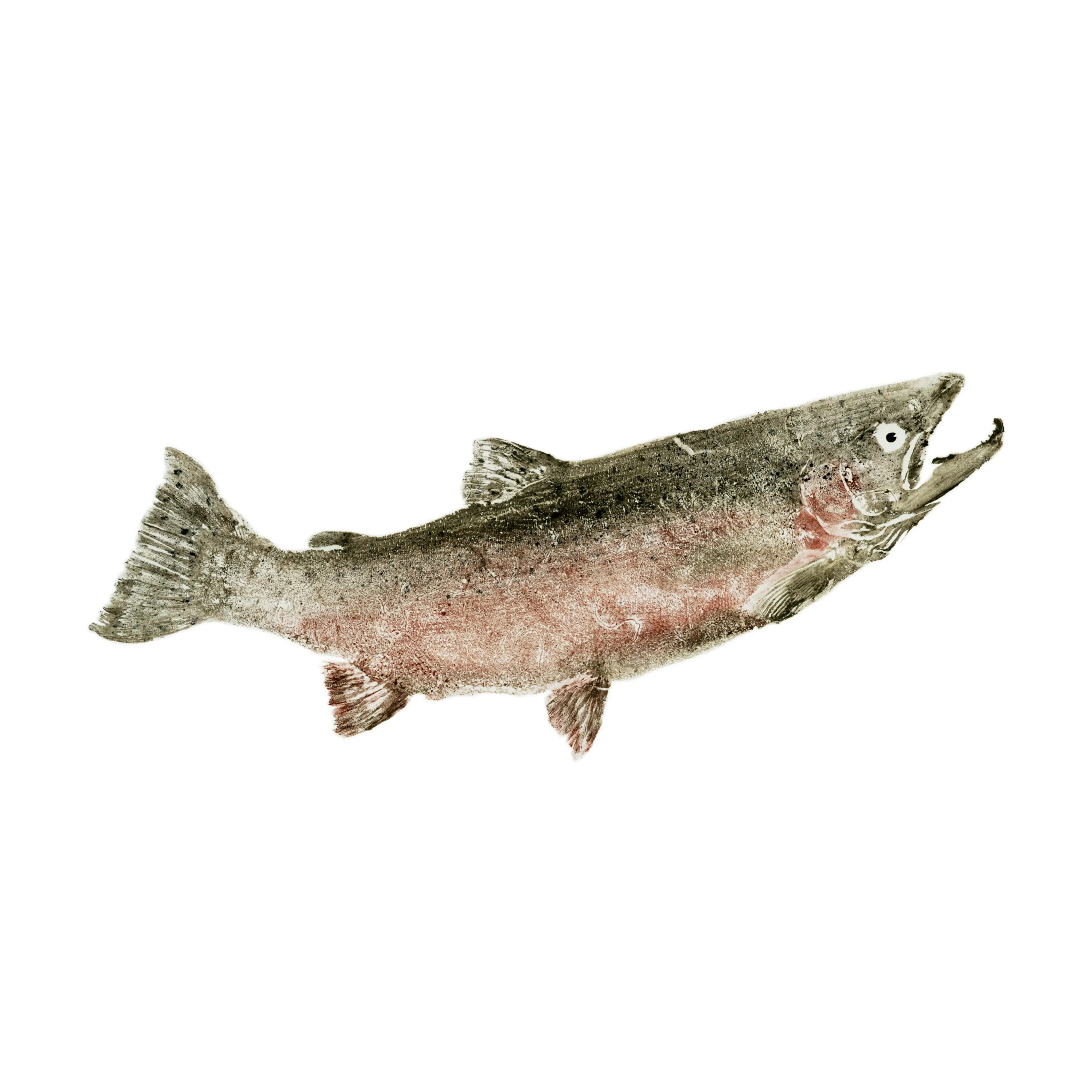 Mud Hole Japanese Gyotaku Fish Art Decals by Marshall Madruga