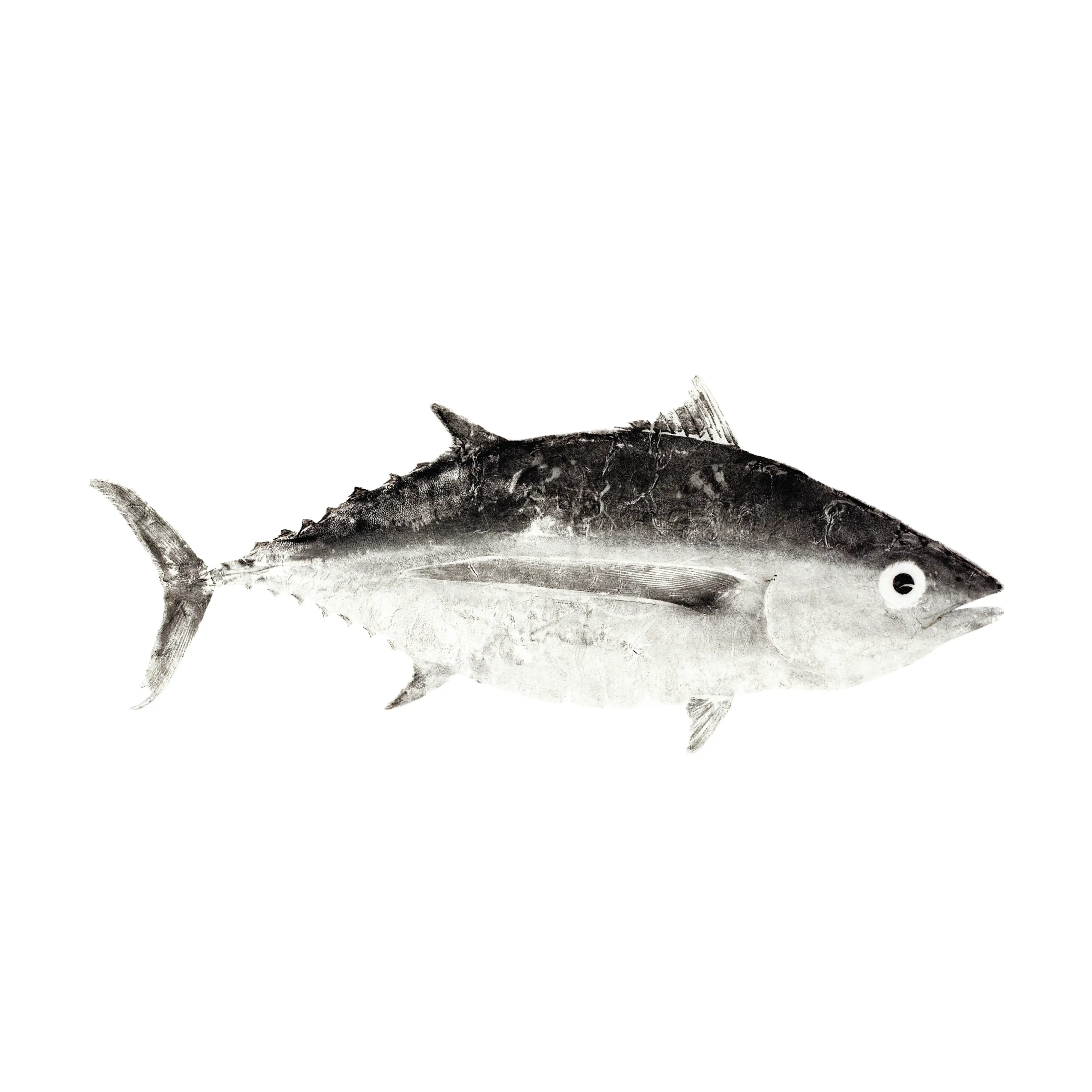 Mud Hole Japanese Gyotaku Fish Art Decals by Marshall Madruga