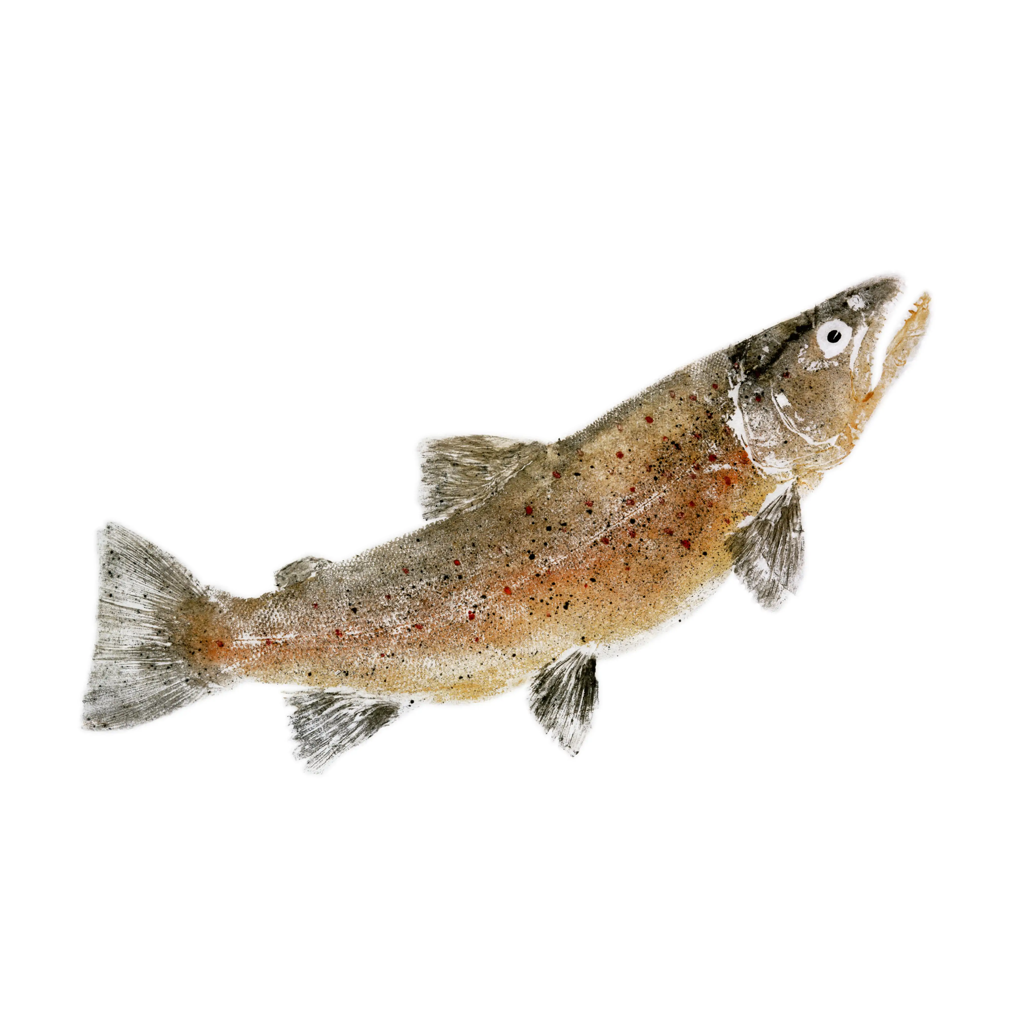 Mud Hole Japanese Gyotaku Fish Art Decals by Marshall Madruga