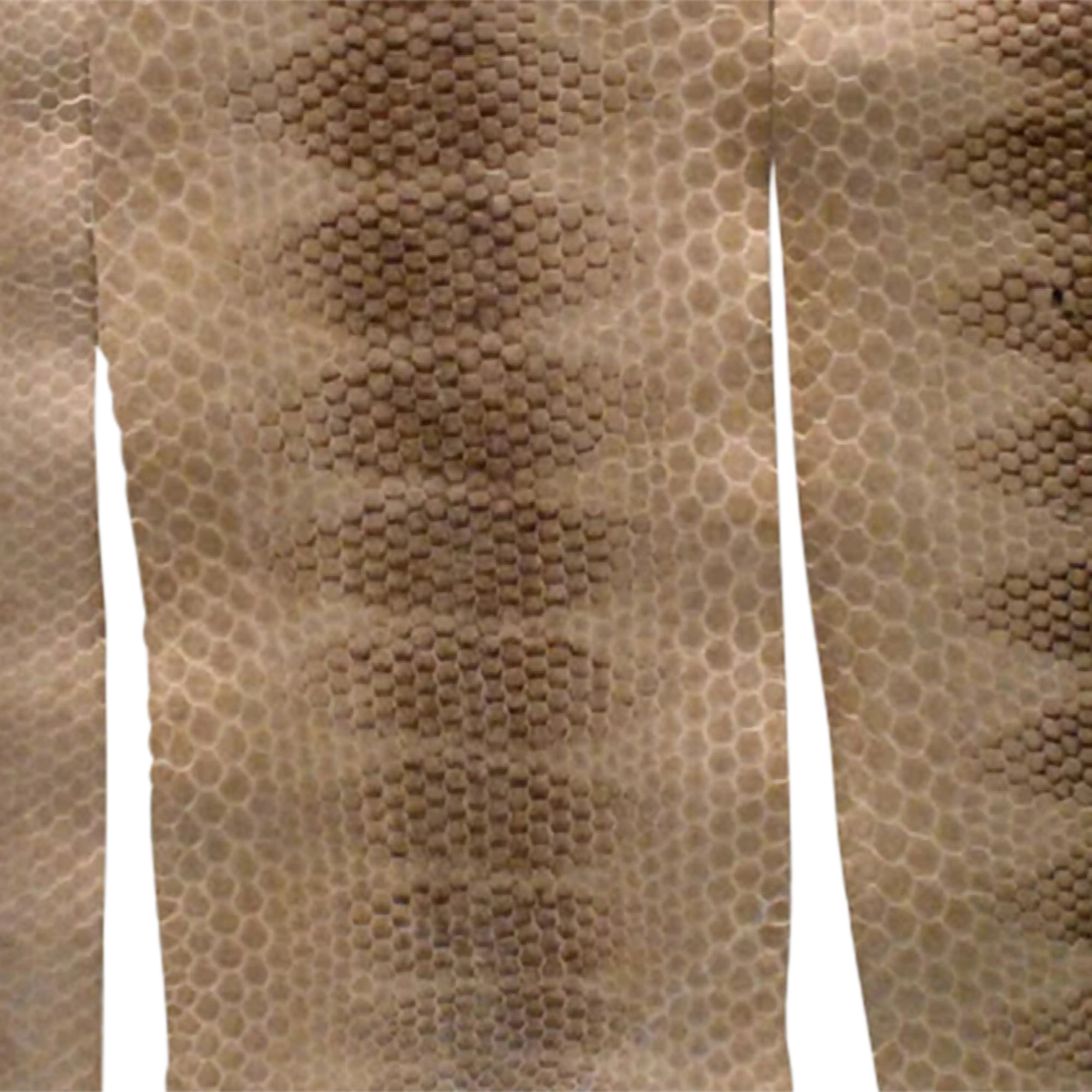 Mud Hole Sea Snake Skins