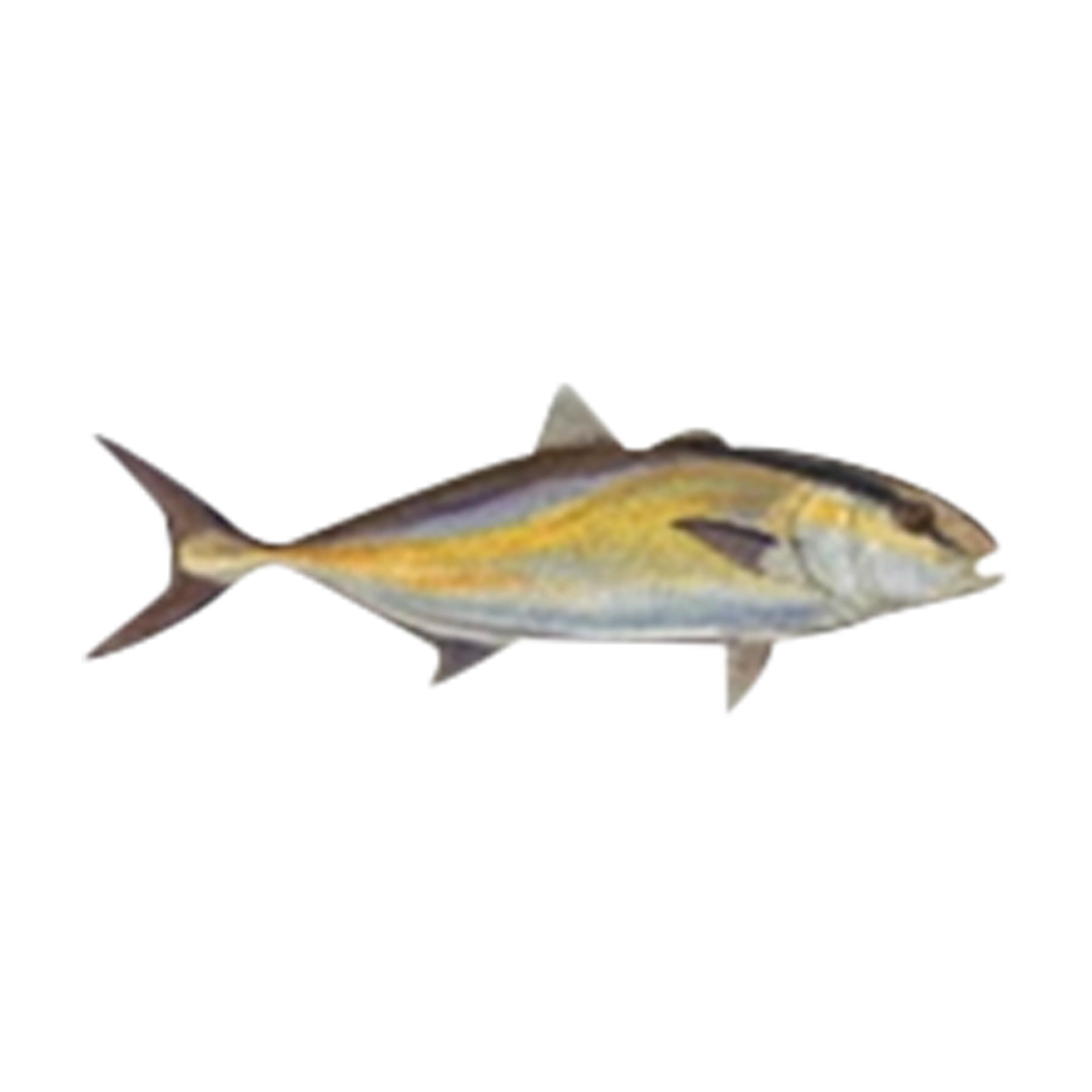 Mud Hole Game Fish Rod Decals