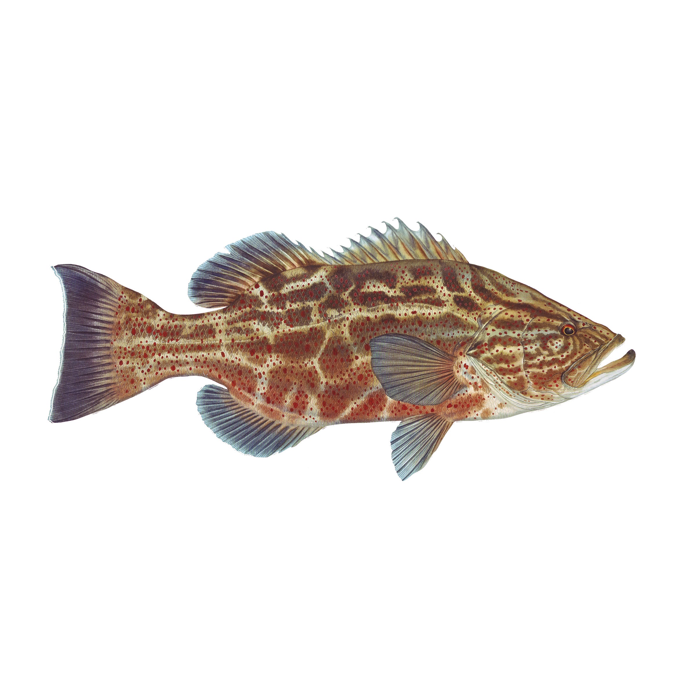 #species_black grouper