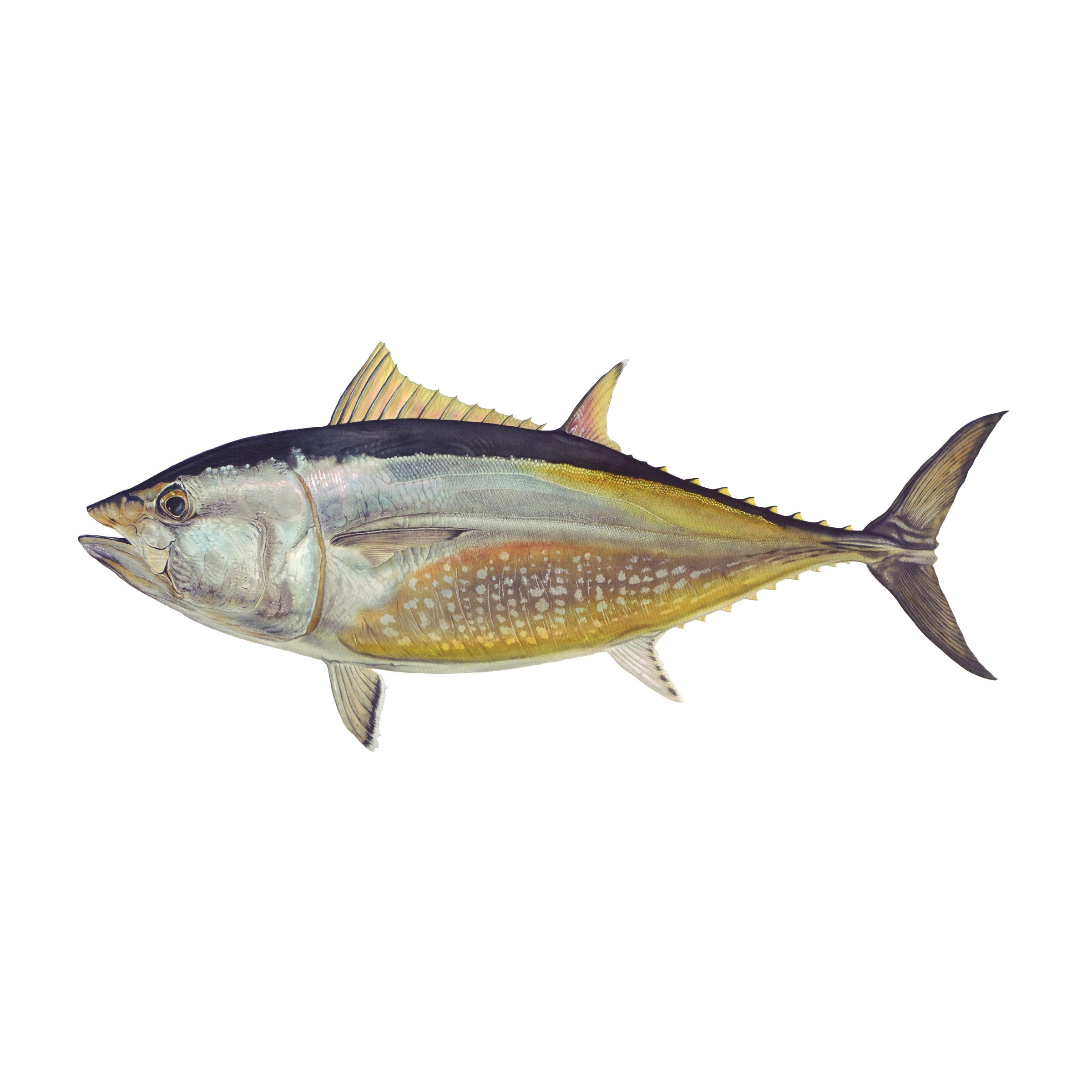 #species_bluefin tuna
