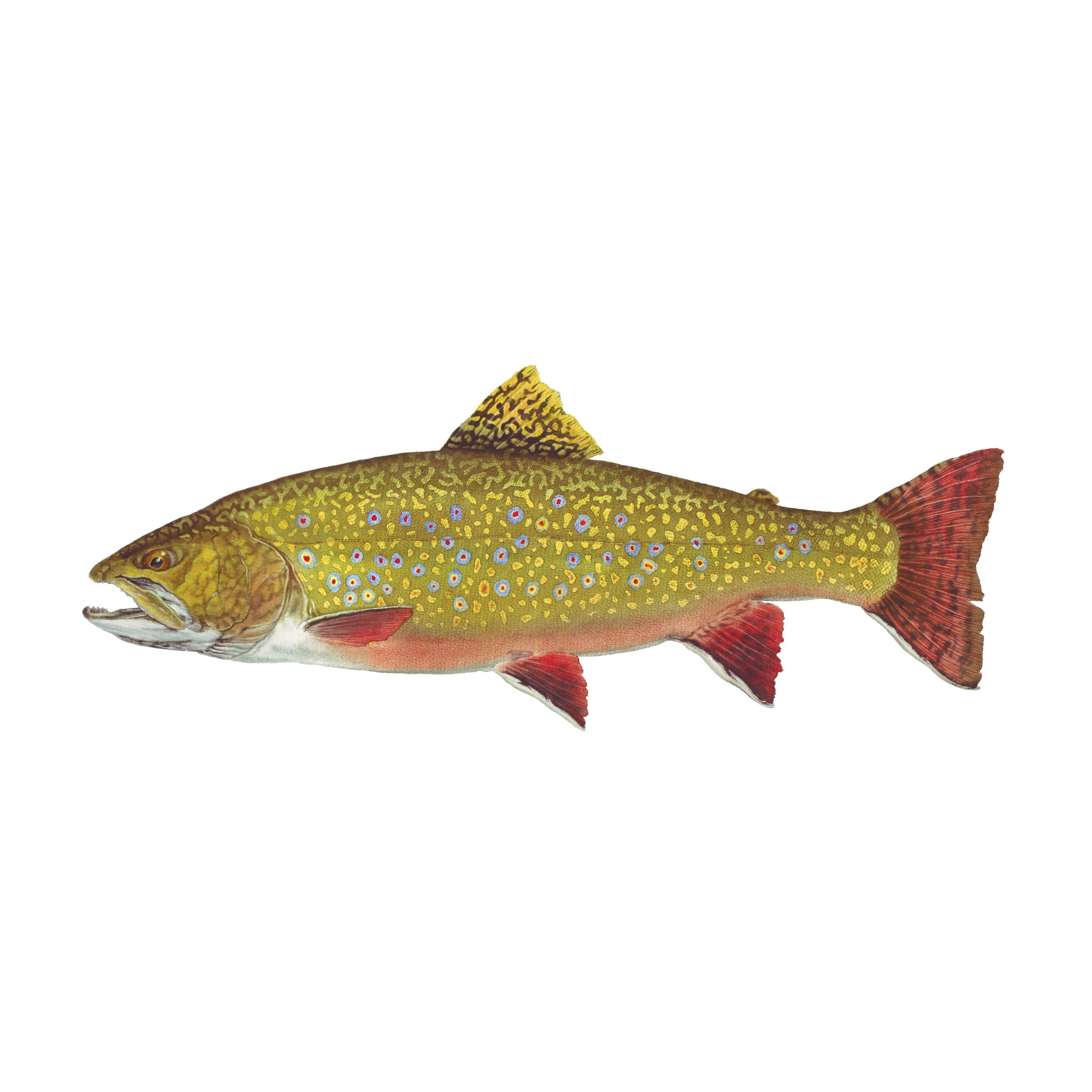 #species_brook trout