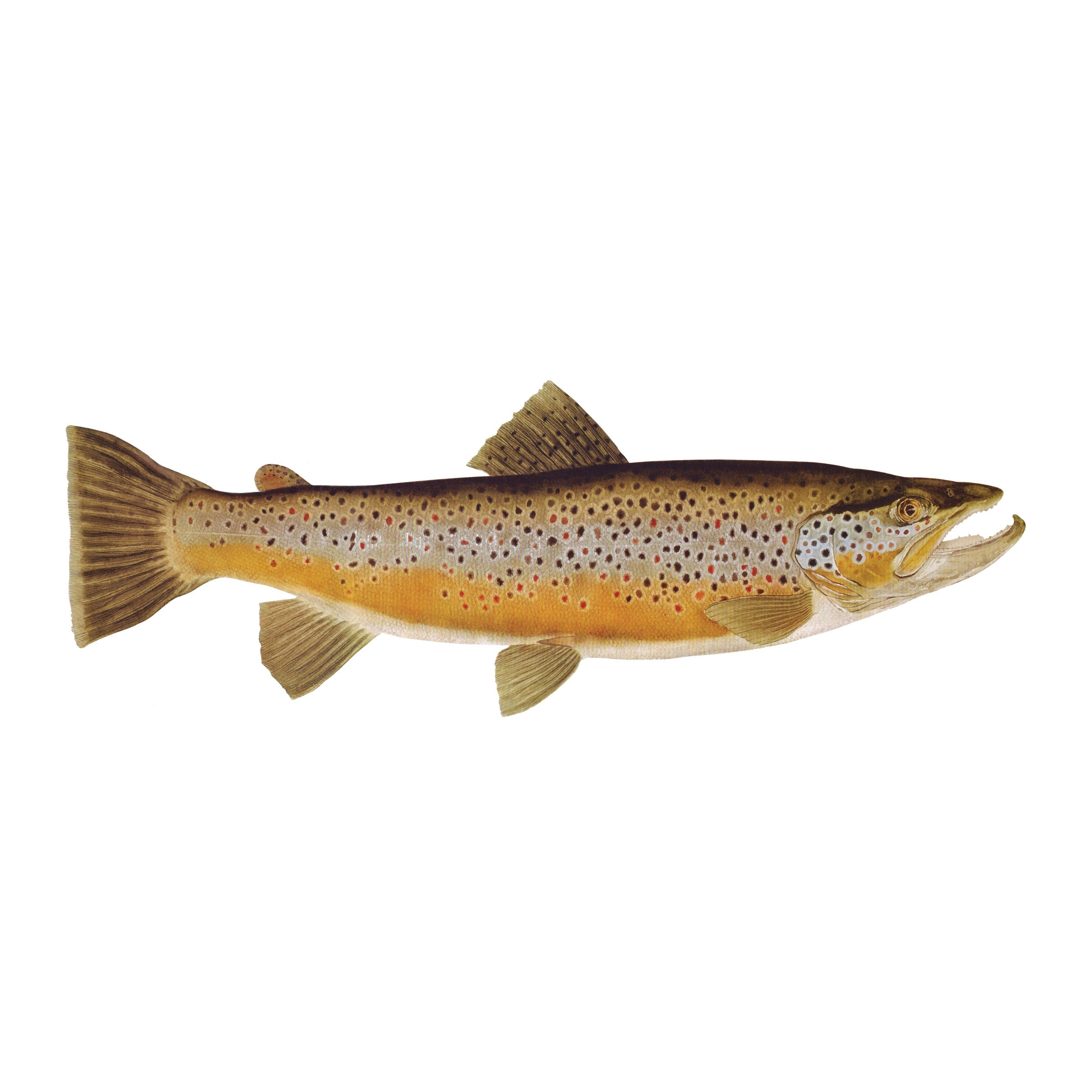 #species_brown trout