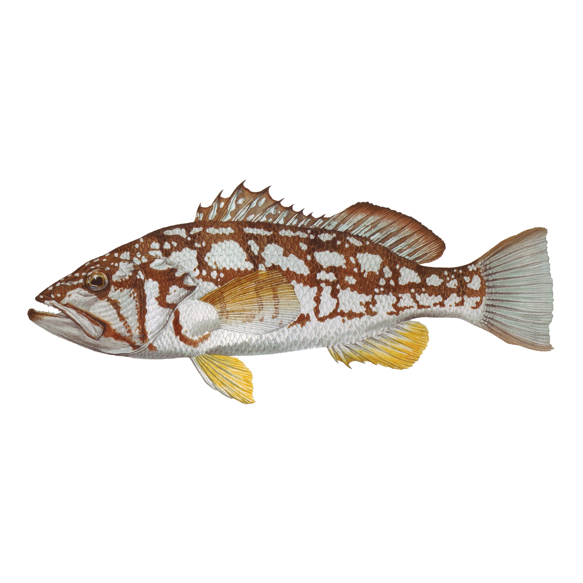 #species_calico kelp bass
