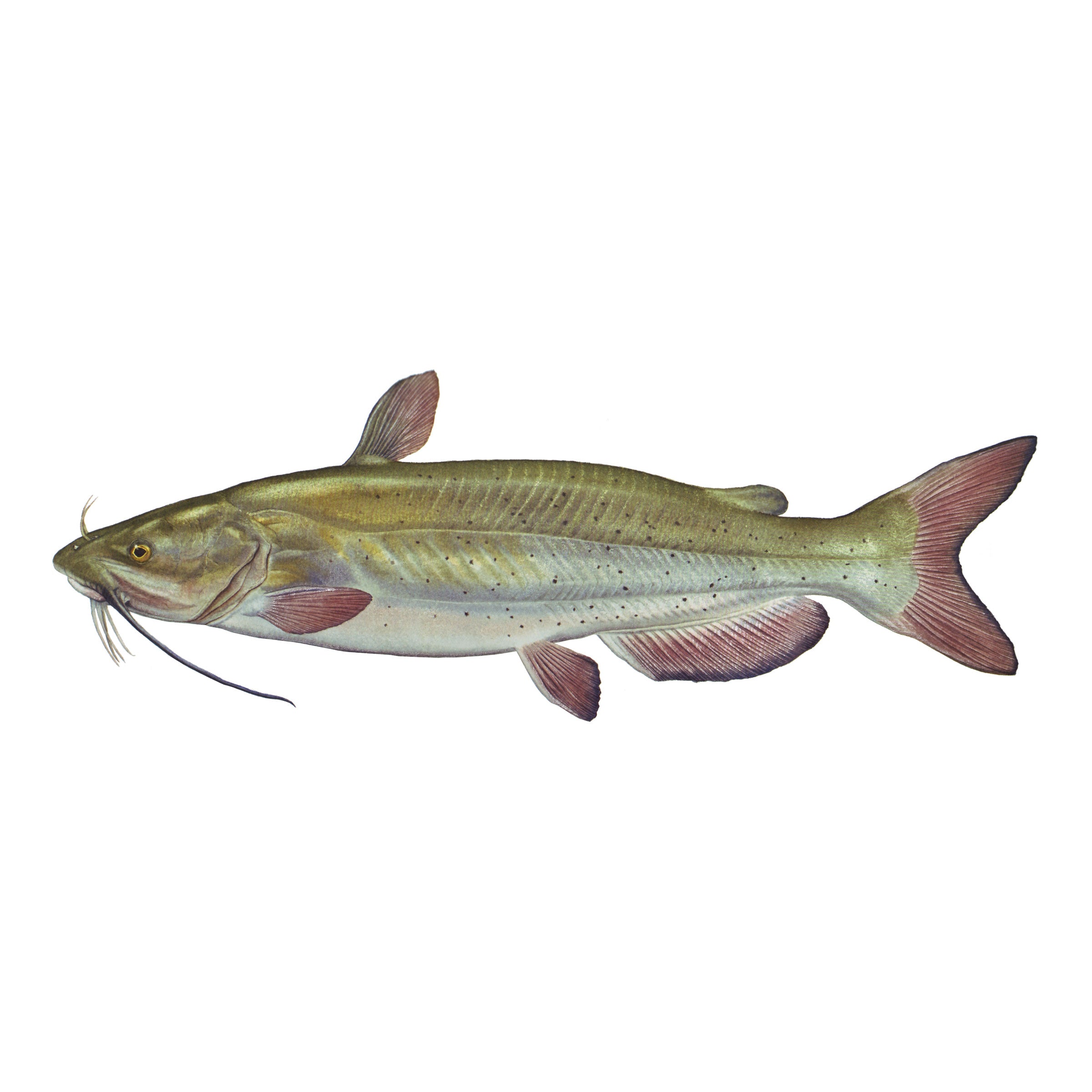 #species_channel catfish