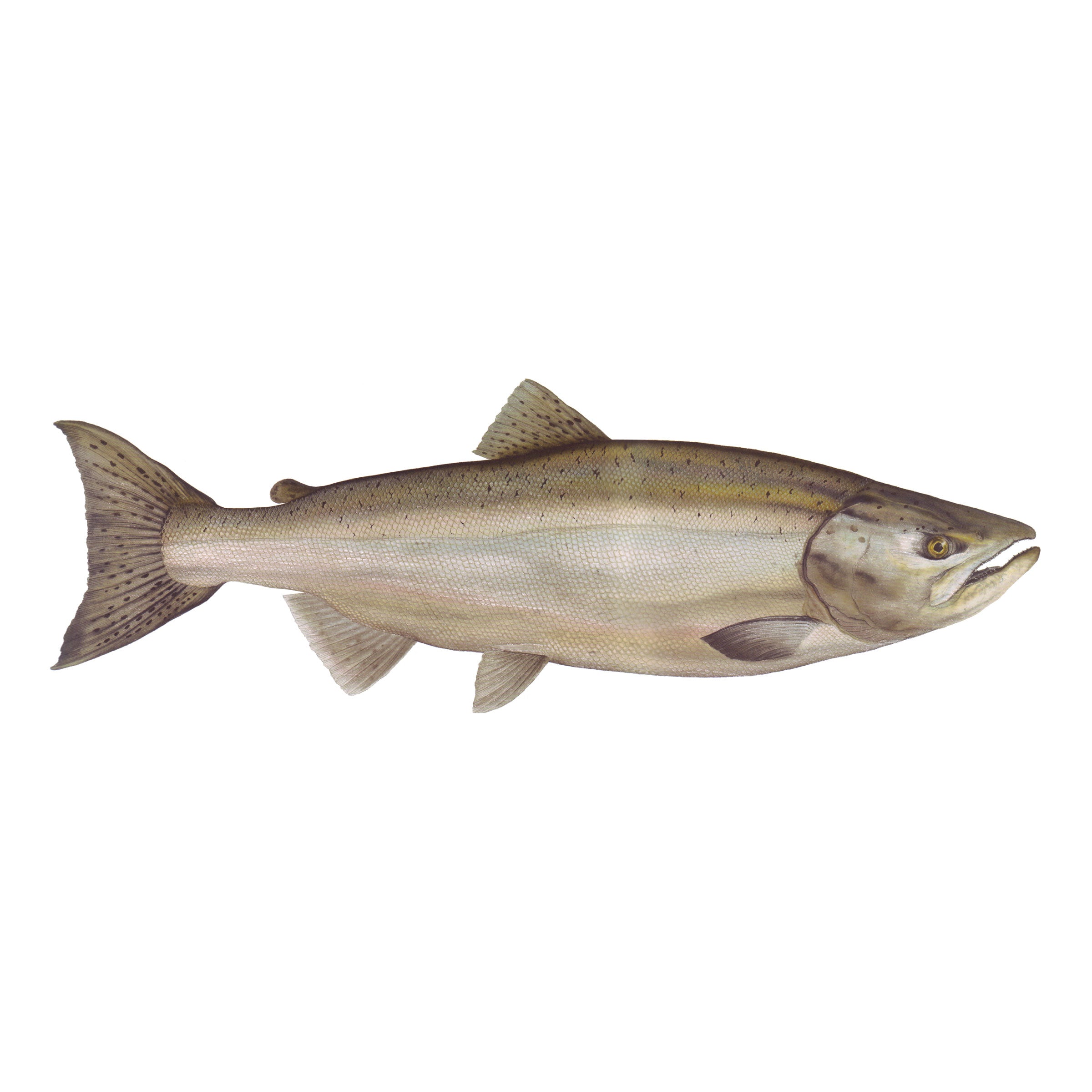 #species_chinook salmon