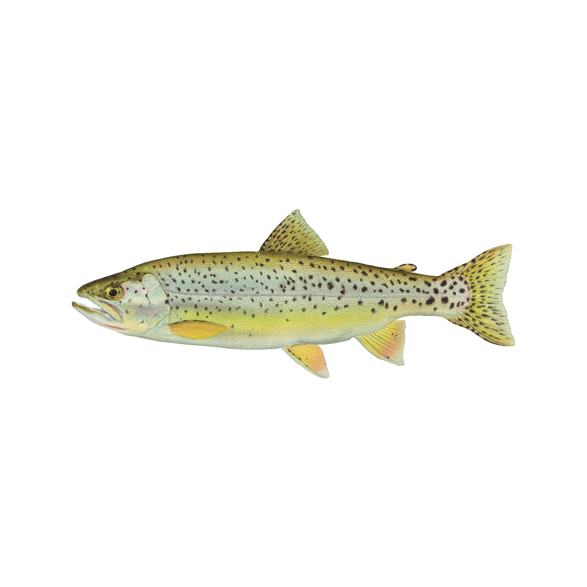 #species_coastal cutthroat trout