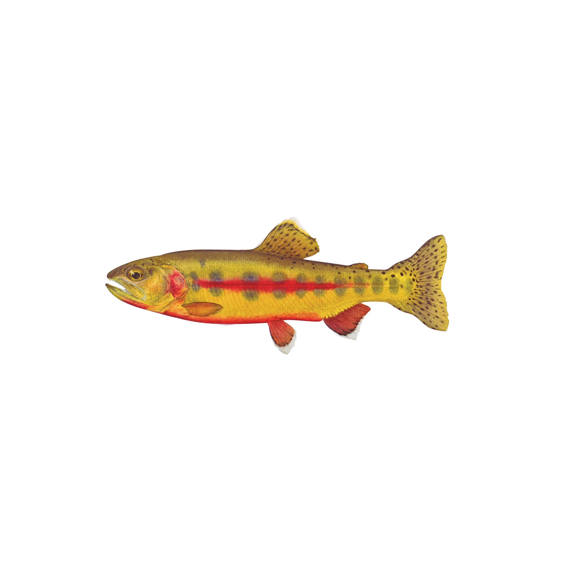 #species_golden trout