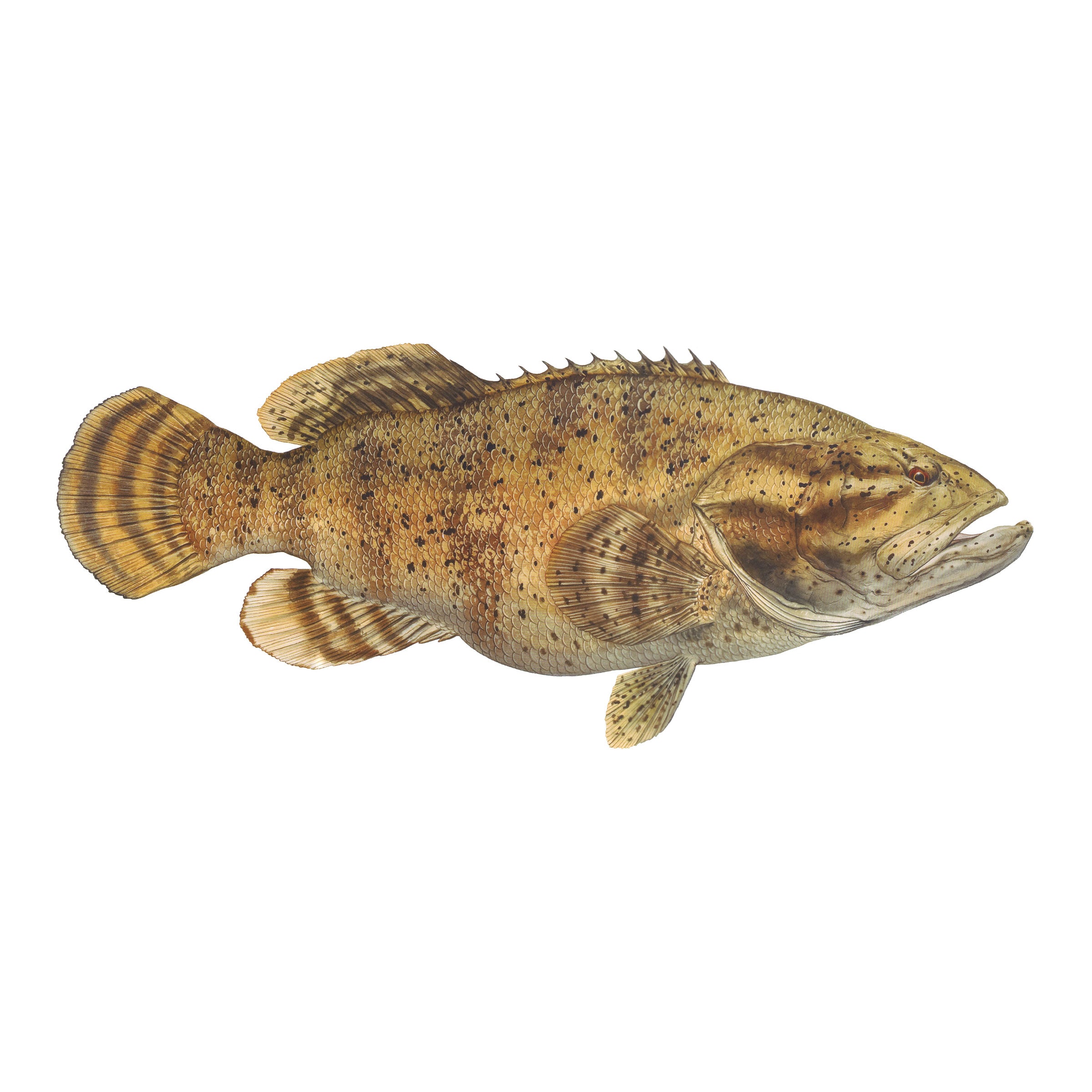 #species_goliath grouper