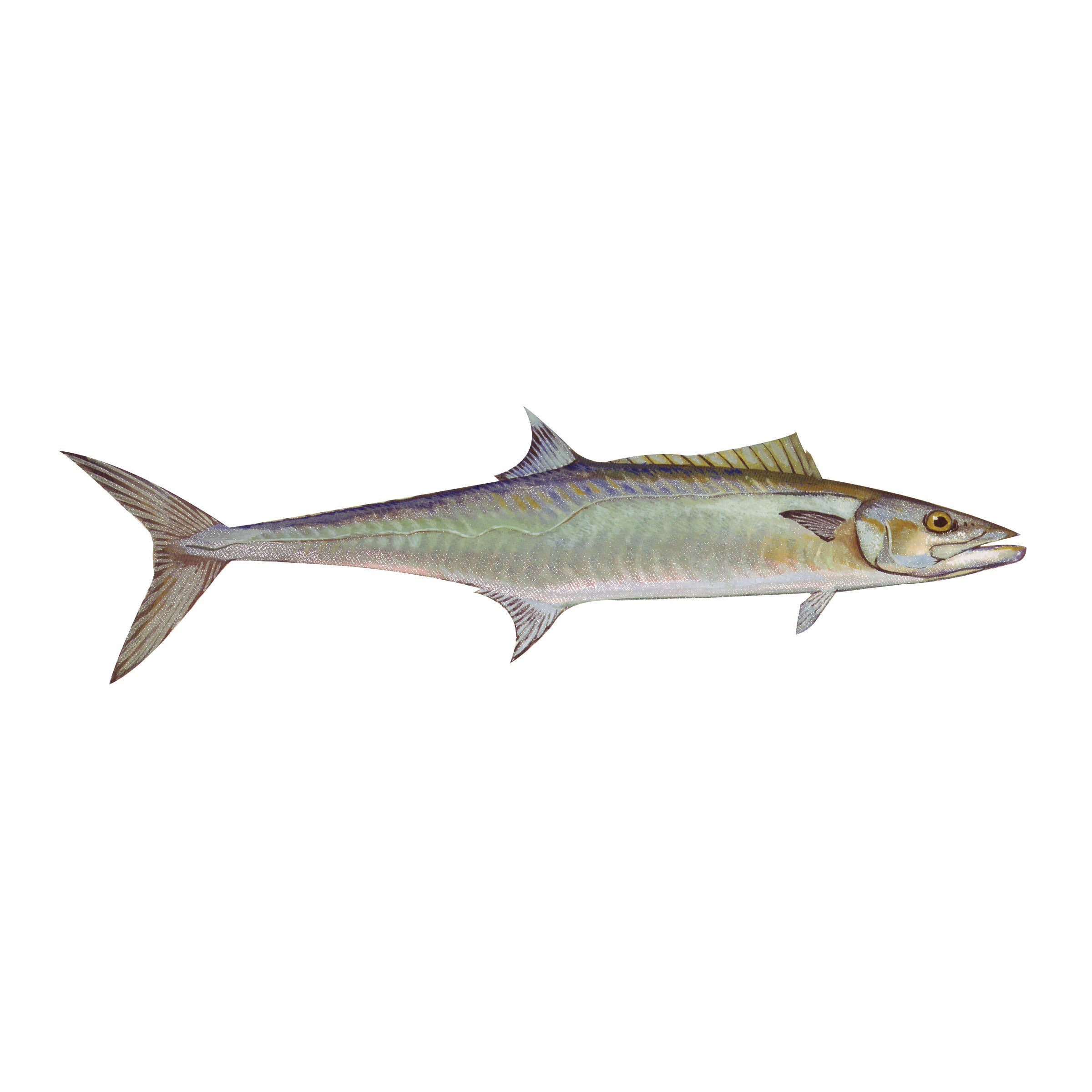 #species_king mackerel