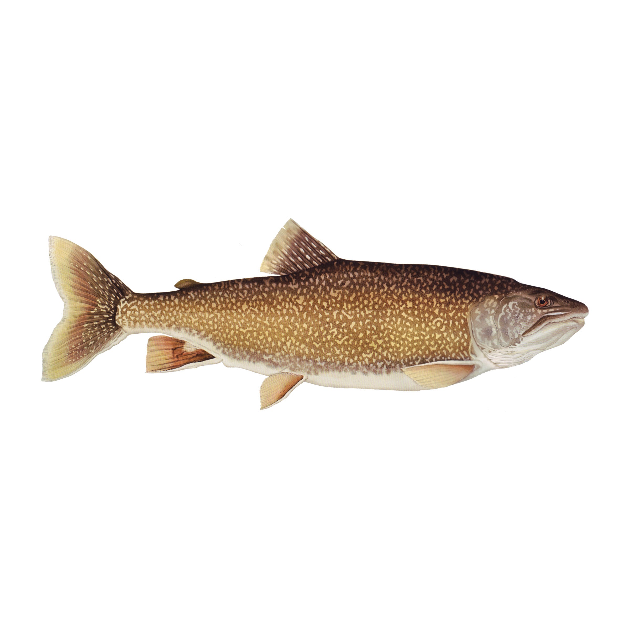 #species_lake trout