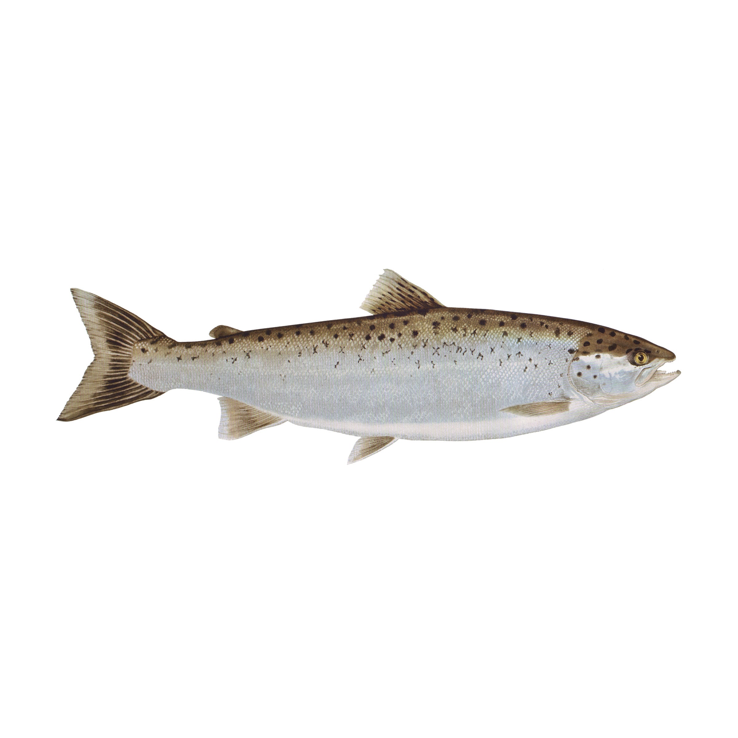 #species_landlocked salmon