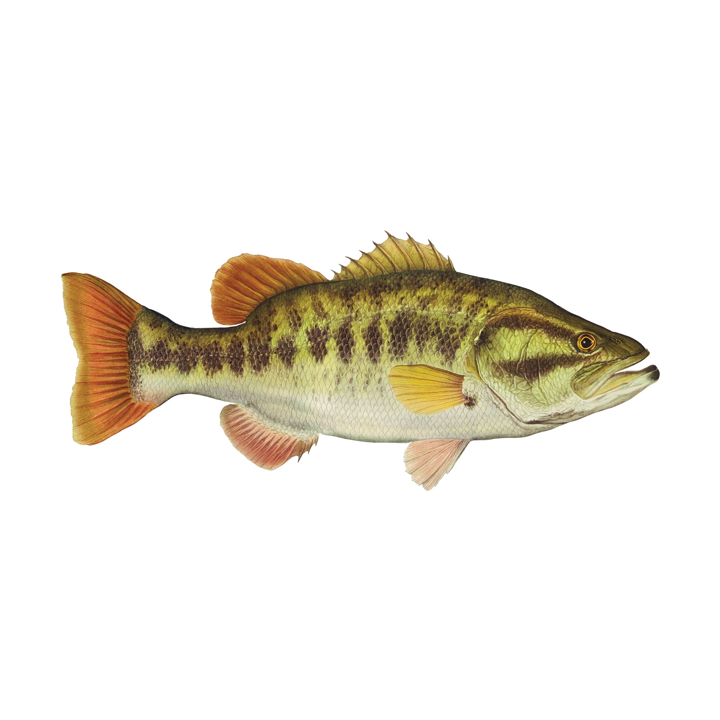 #species_largemouth bass