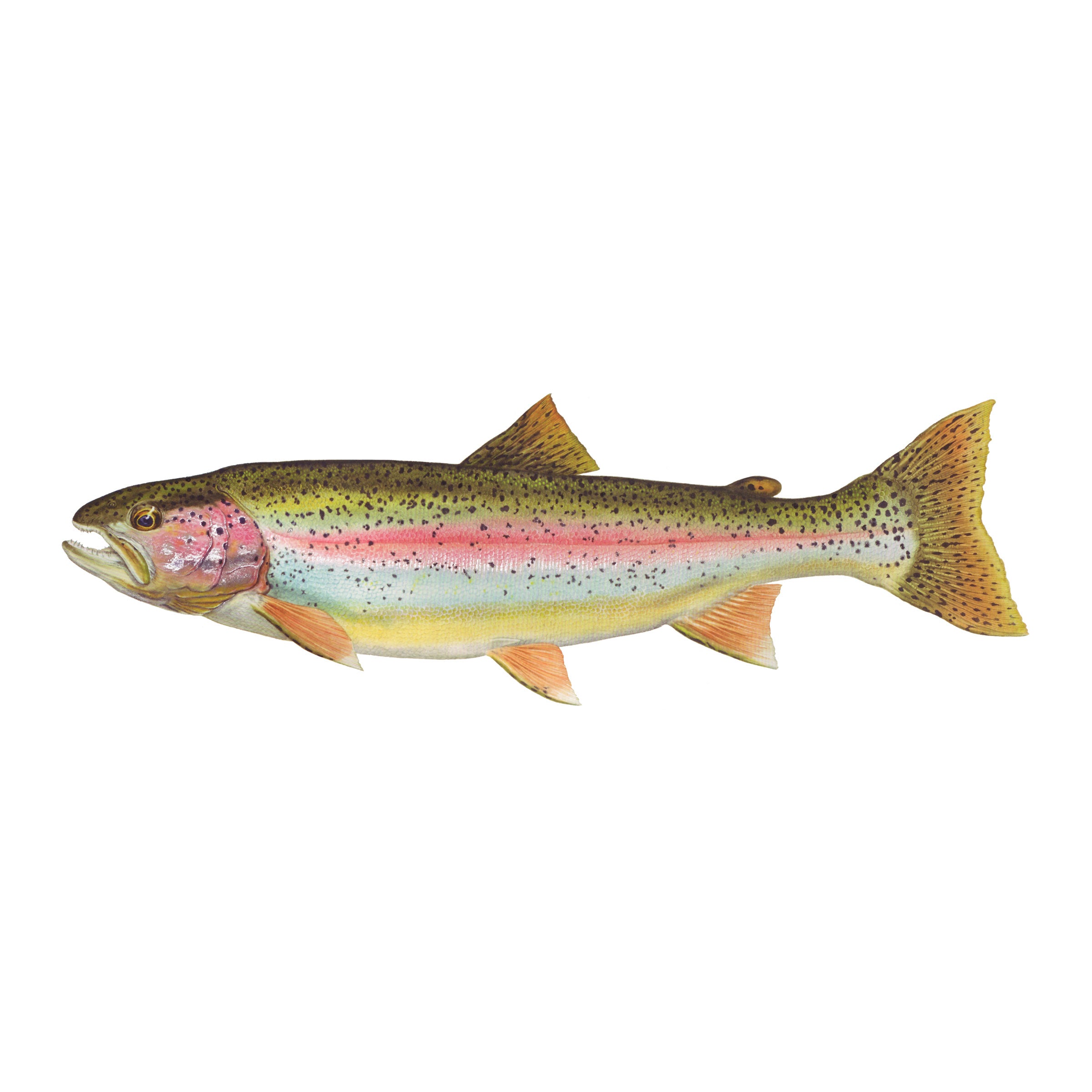 #species_rainbow trout