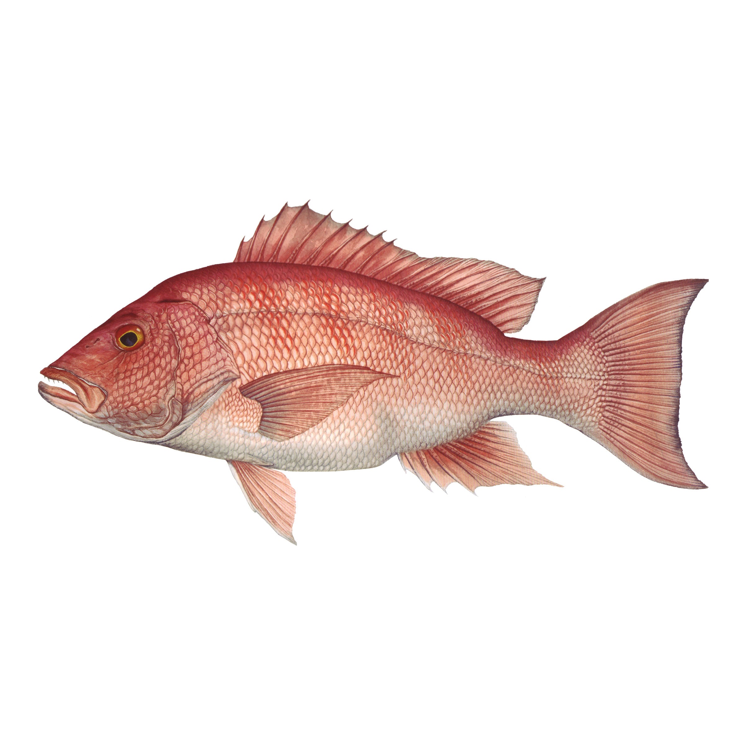 #species_red snapper