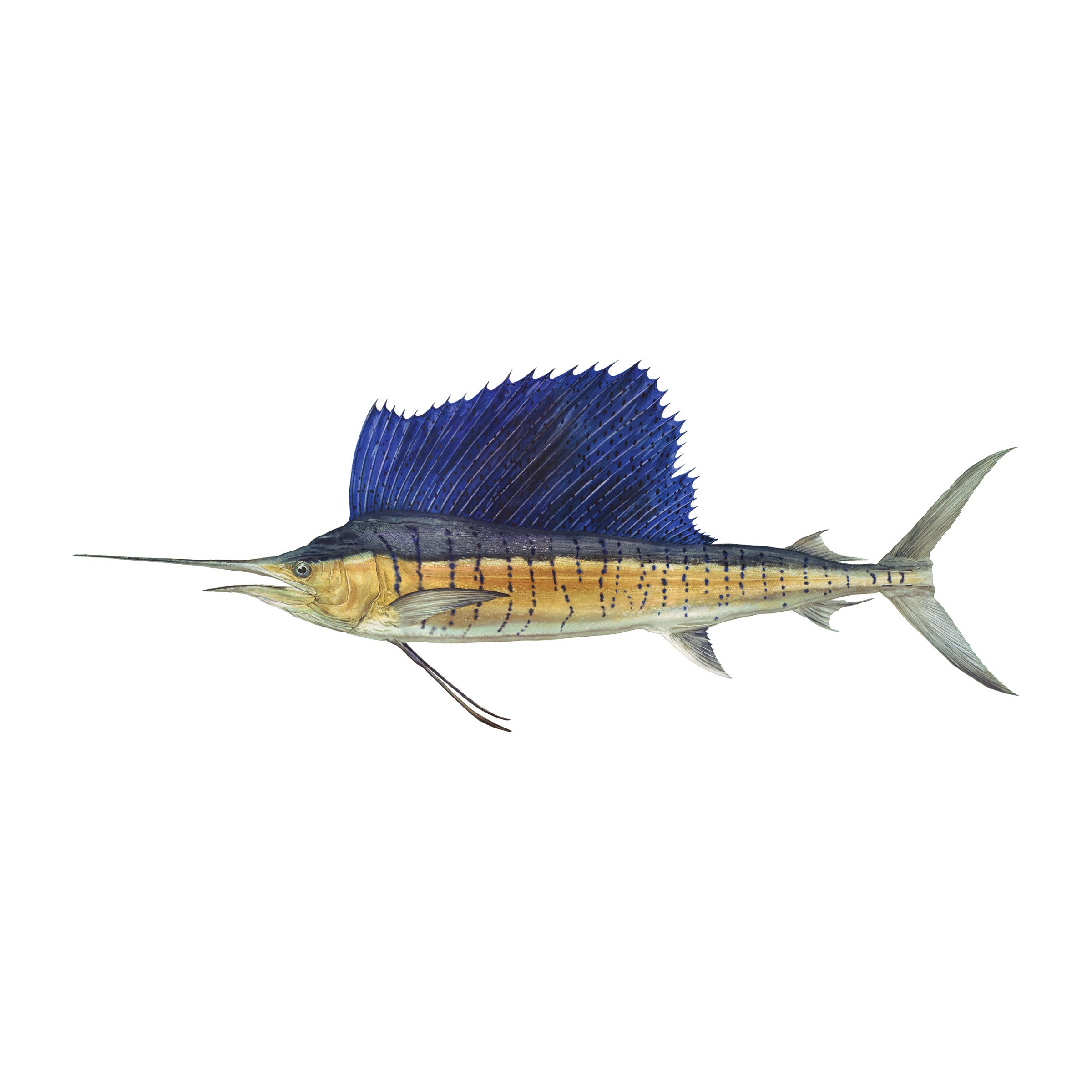 #species_sailfish