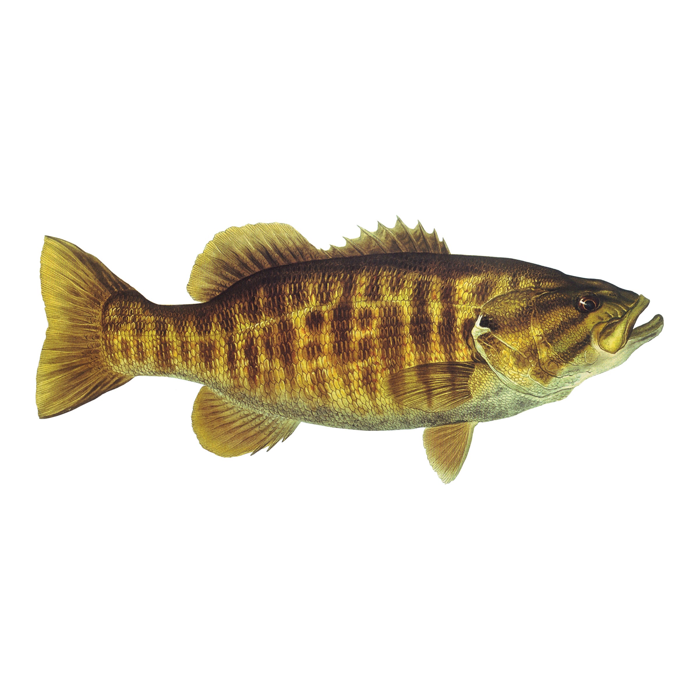 #species_smallmouth bass