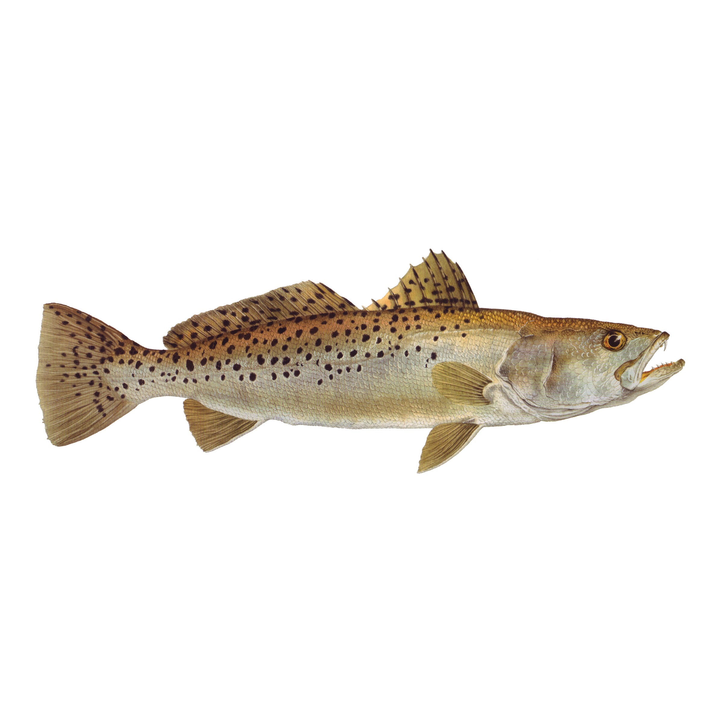 #species_spotted seatrout