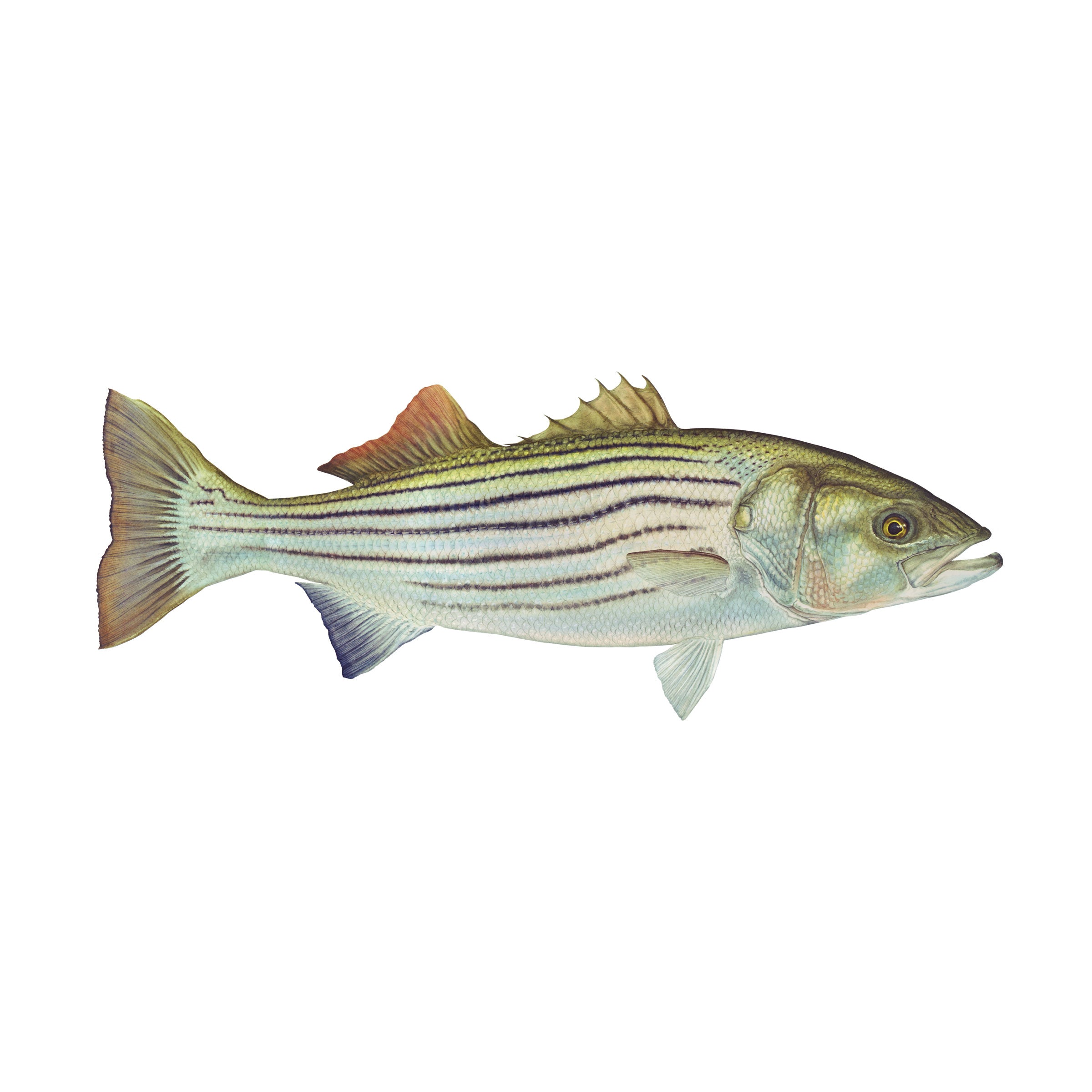 #species_striped bass