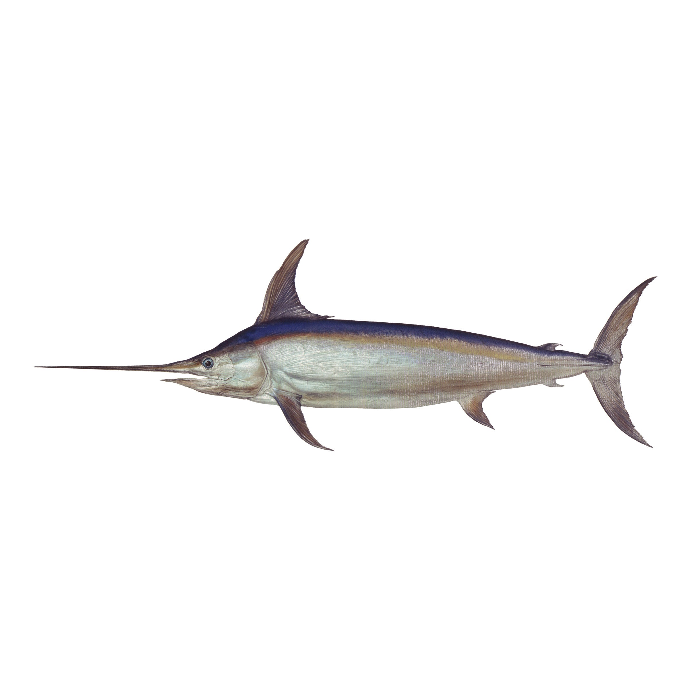 #species_swordfish