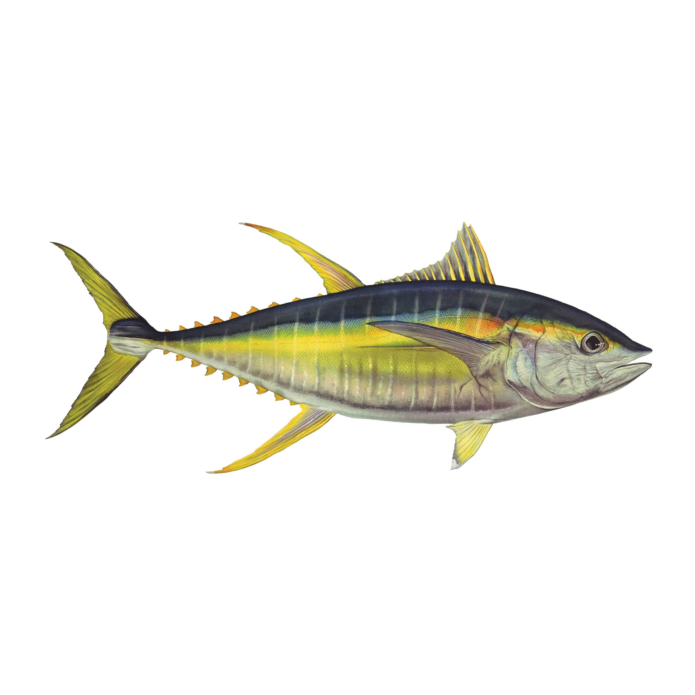 #species_yellowfin tuna