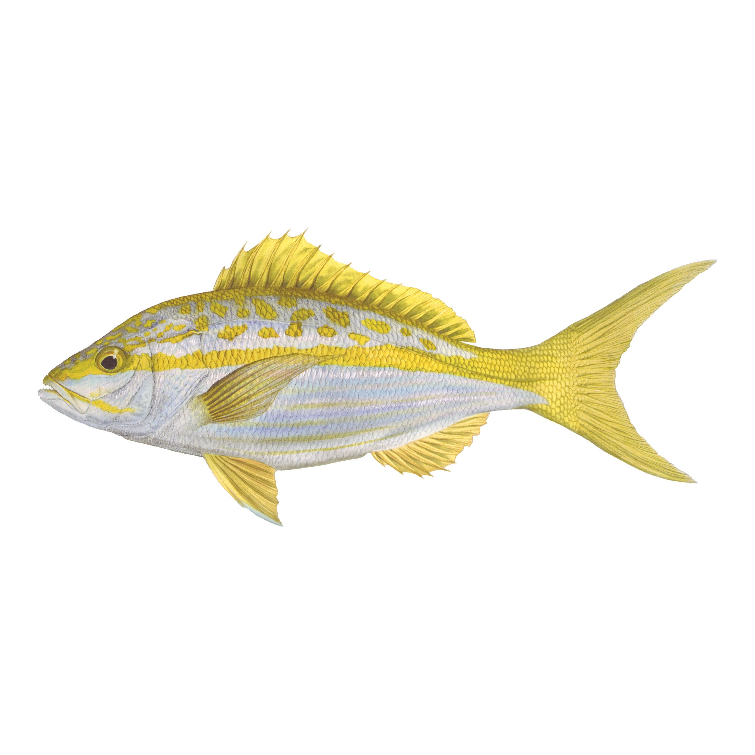 #species_yellowtail snapper